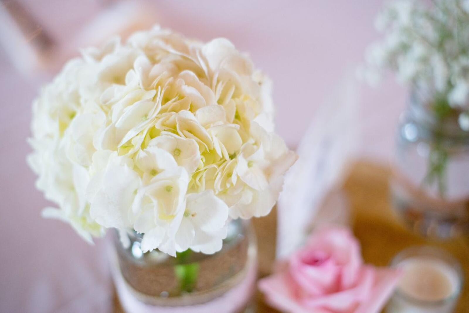 桌面上的壁纸白花 瓶 花