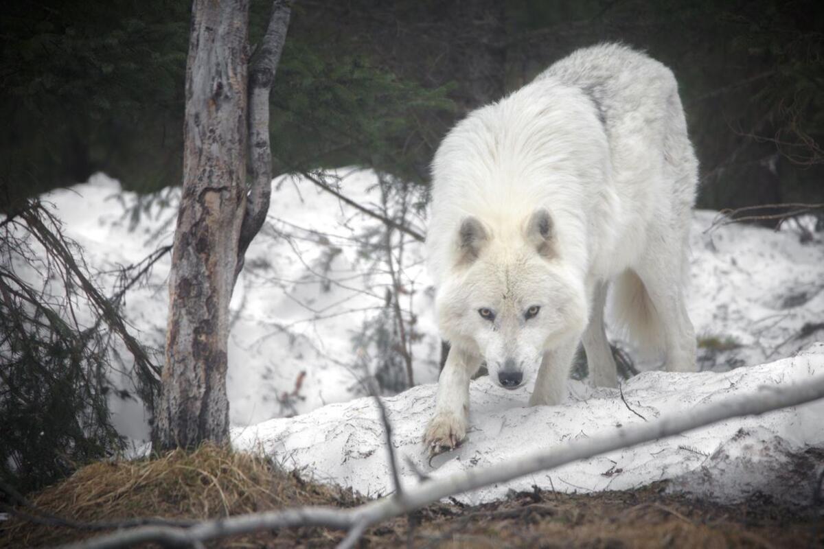 A white wolf sneaks through the snow