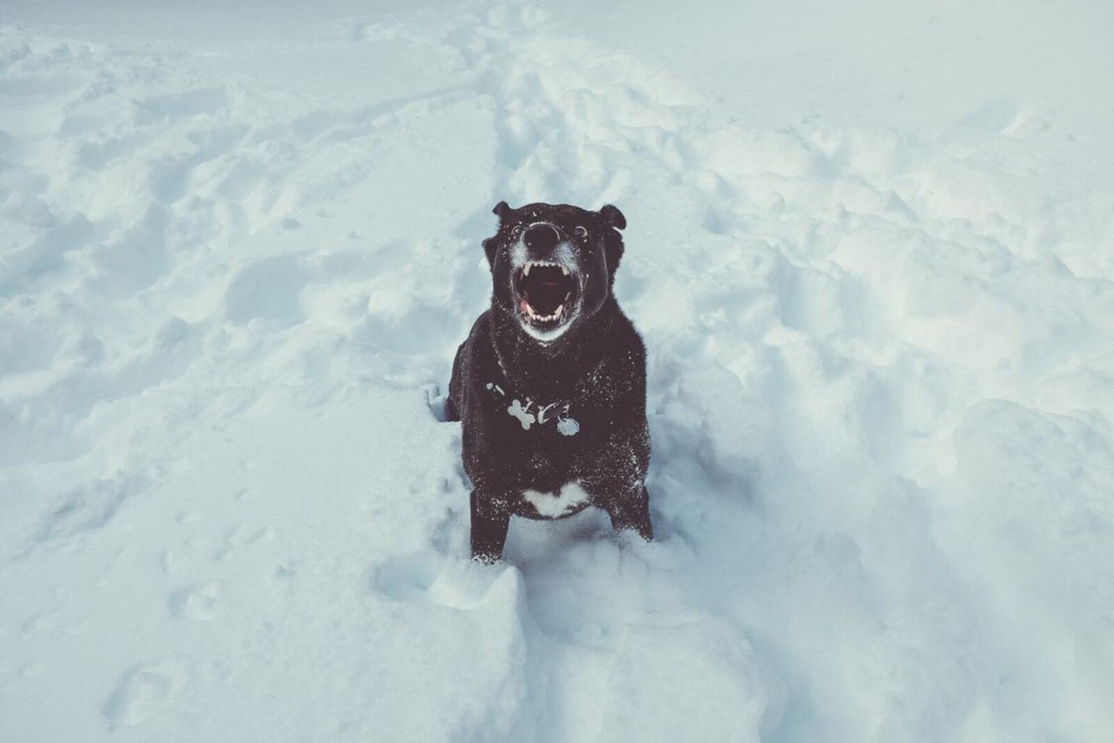 Wallpapers dog grin snow on the desktop