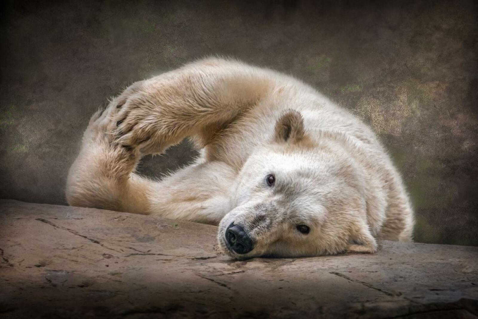 Обои белый медведь лежит полярный медведь на рабочий стол