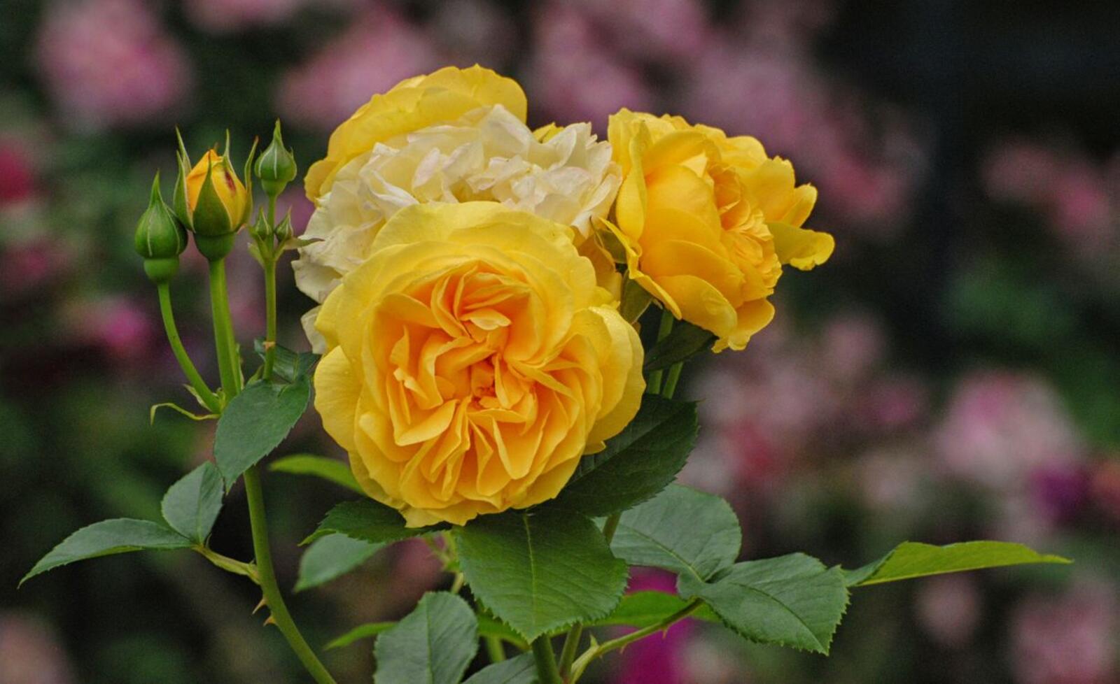 Обои цветы ветвь жёлтая роза на рабочий стол
