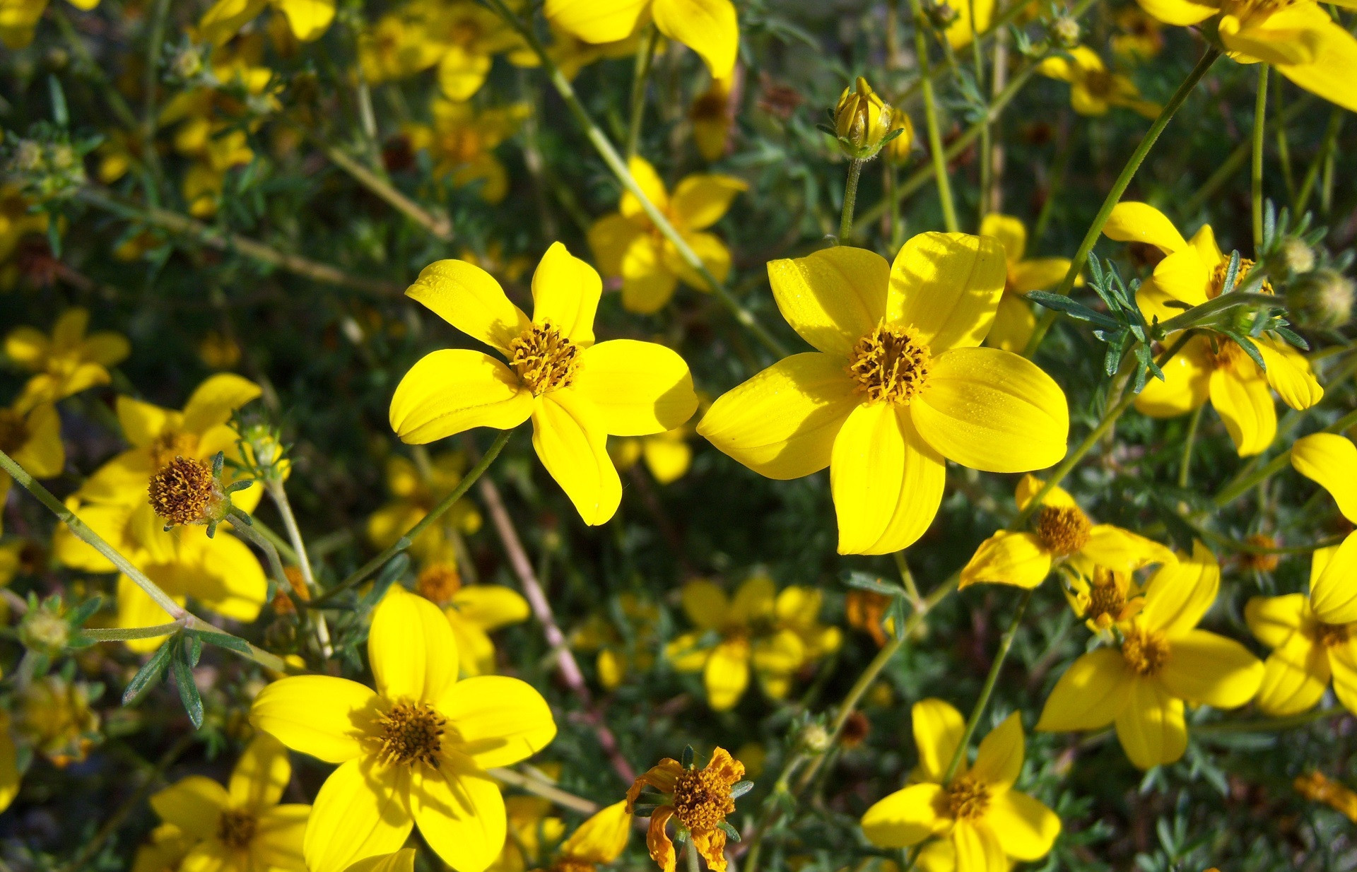 Фото бесплатно обои желтые цветы, почки, цветы