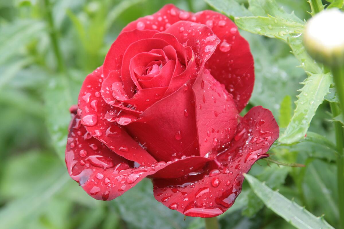 A lonely red rose in the rain.