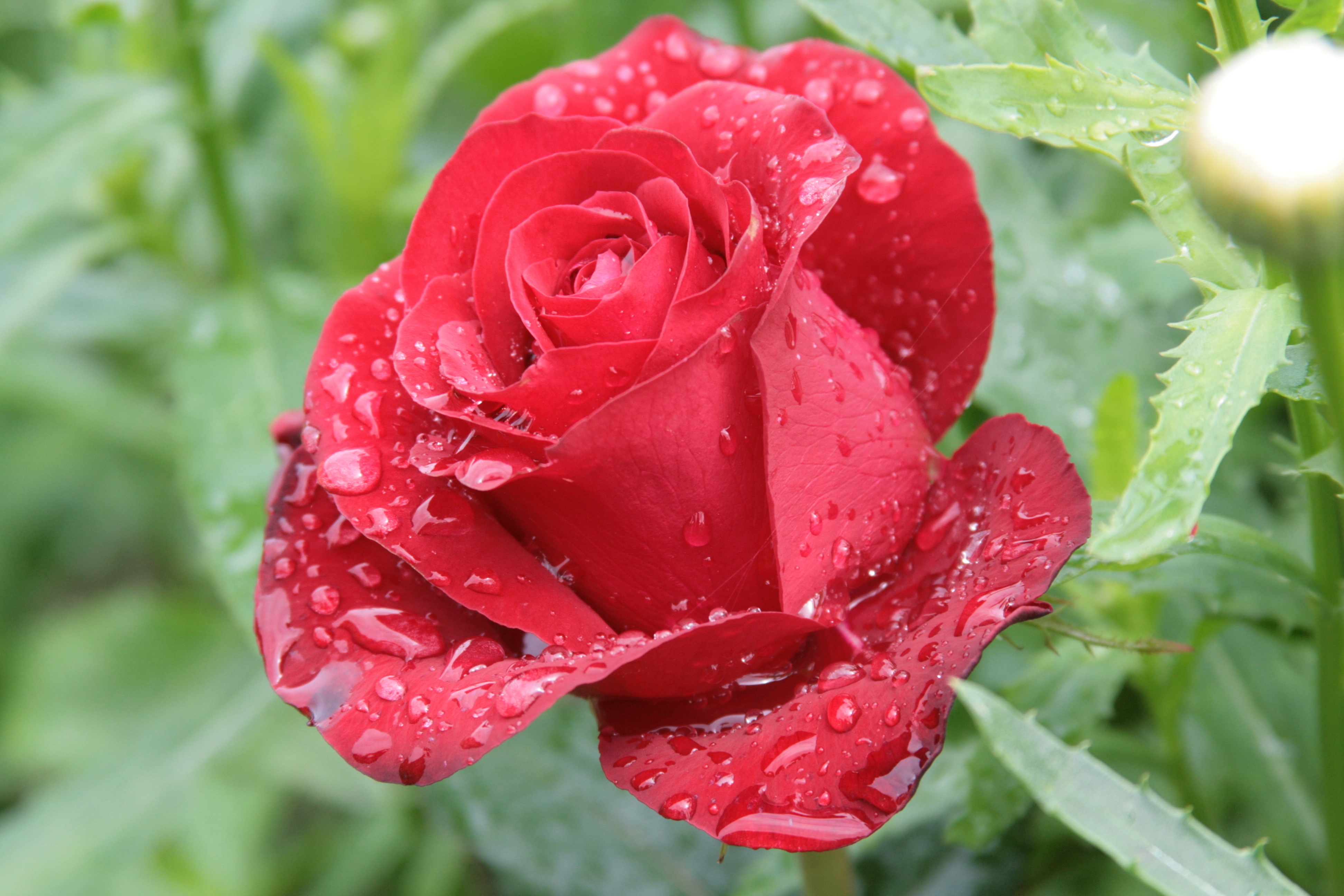 Free photo A lonely red rose in the rain.