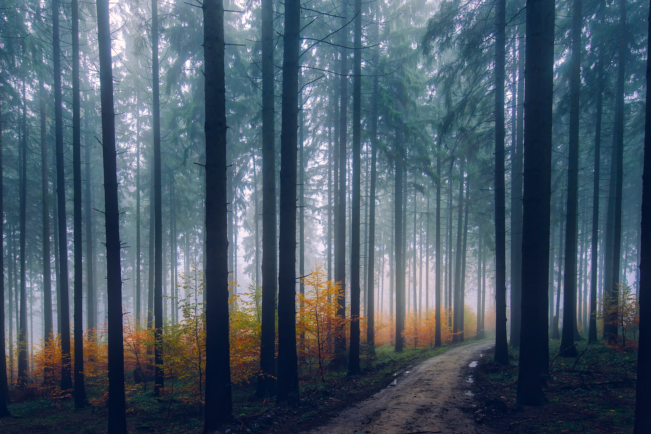 Фото бесплатно живописный, лесной массив, дымка