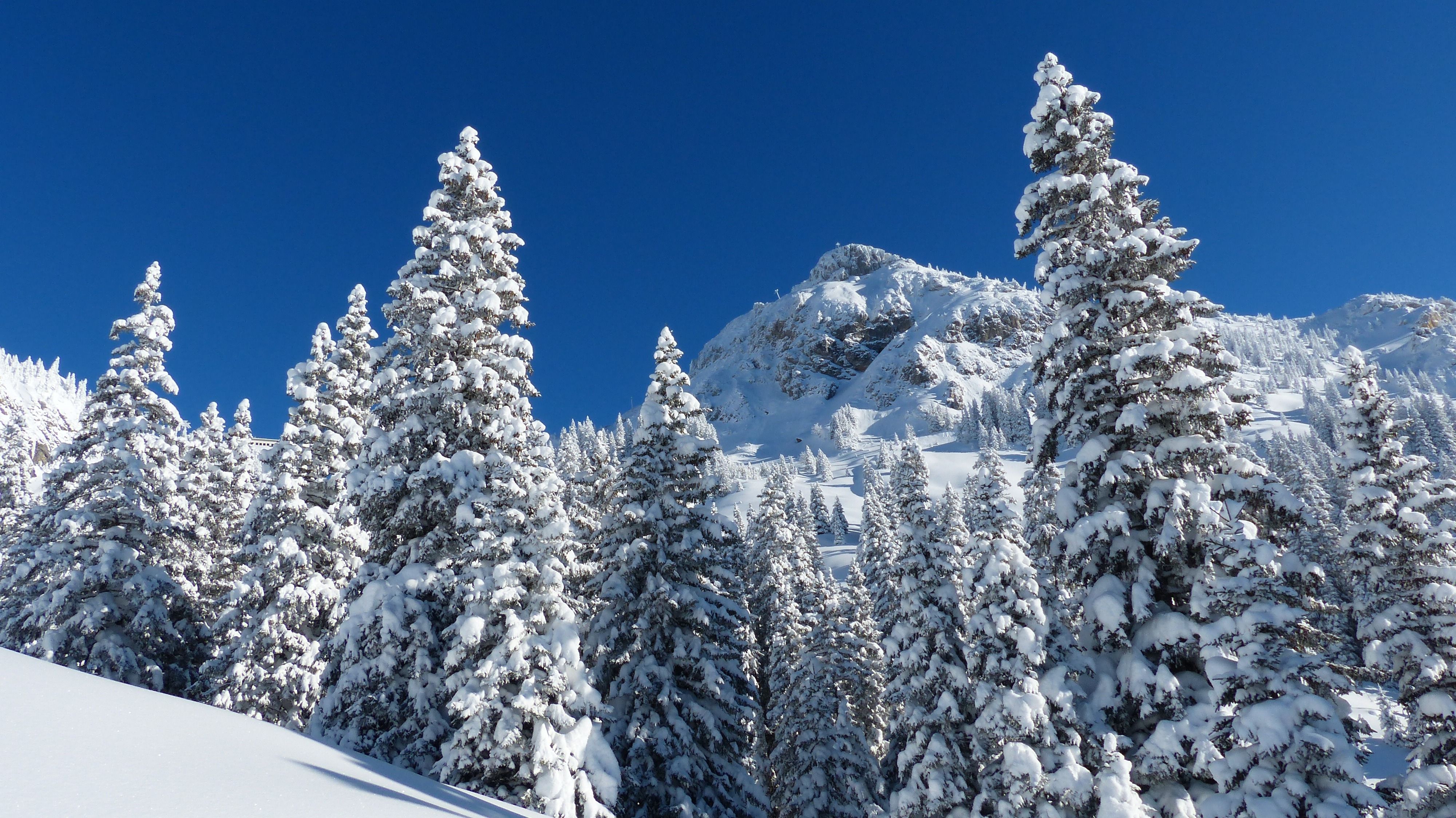 Фото бесплатно ель, снежный пейзаж, катание на горных лыжах
