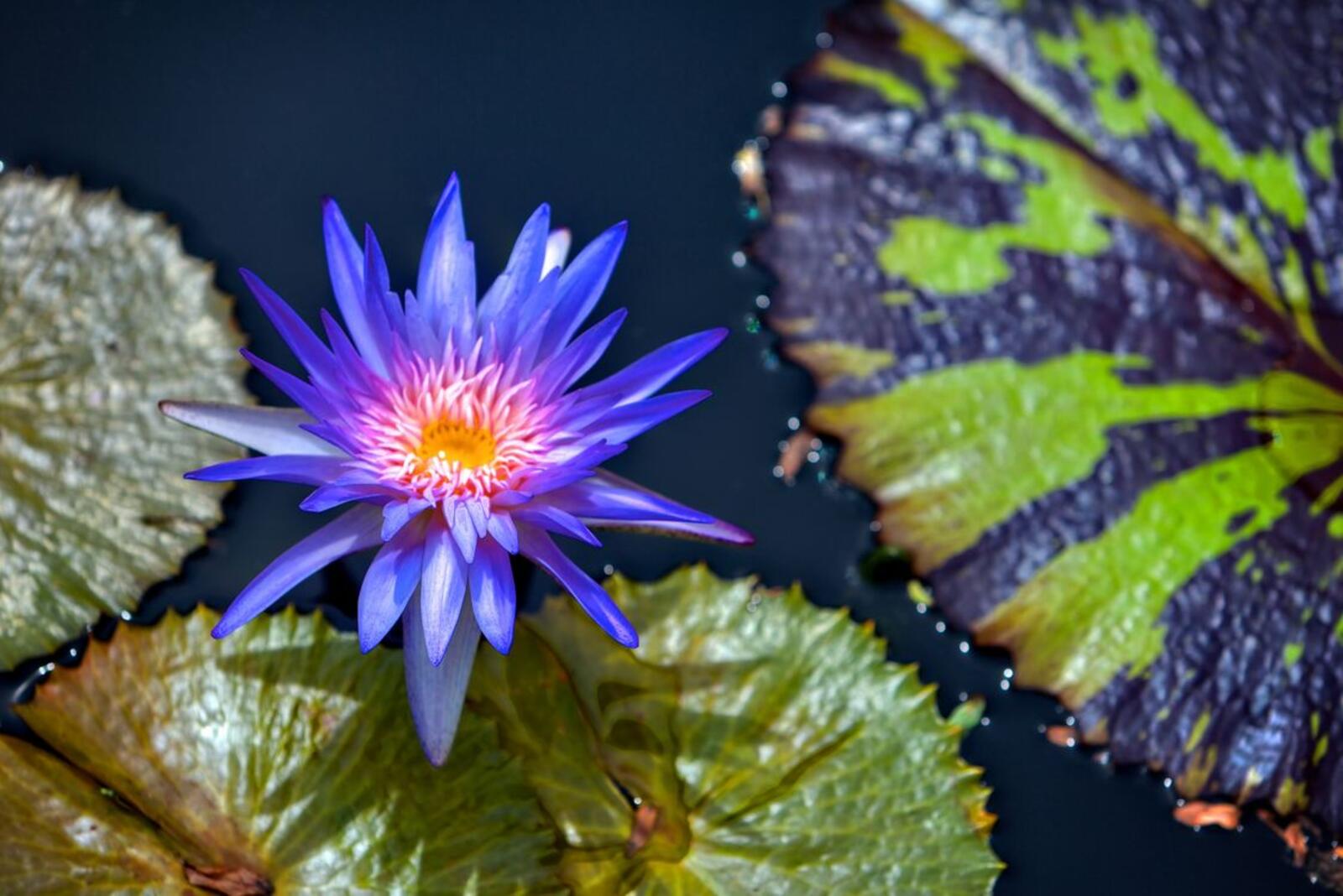 Обои водяные лилии синие лепестки красивый цветок на рабочий стол