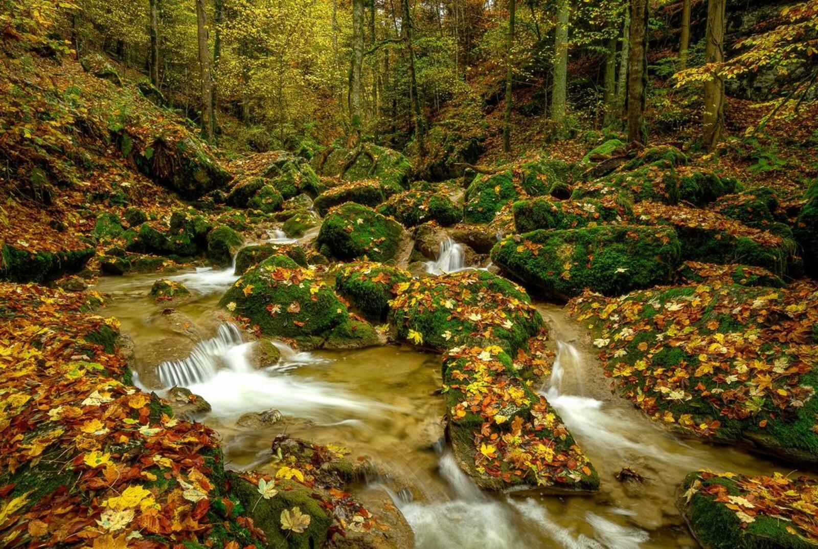 Бесплатное фото Река среди камней покрытых мхом в старинном лесу