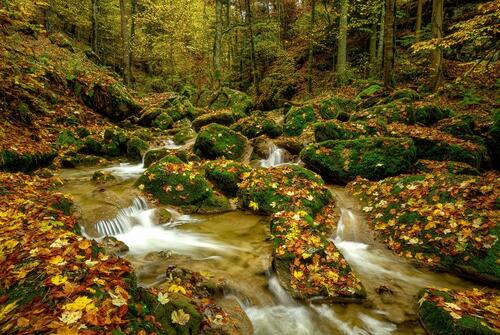 A river amongst moss-covered rocks in an ancient forest.