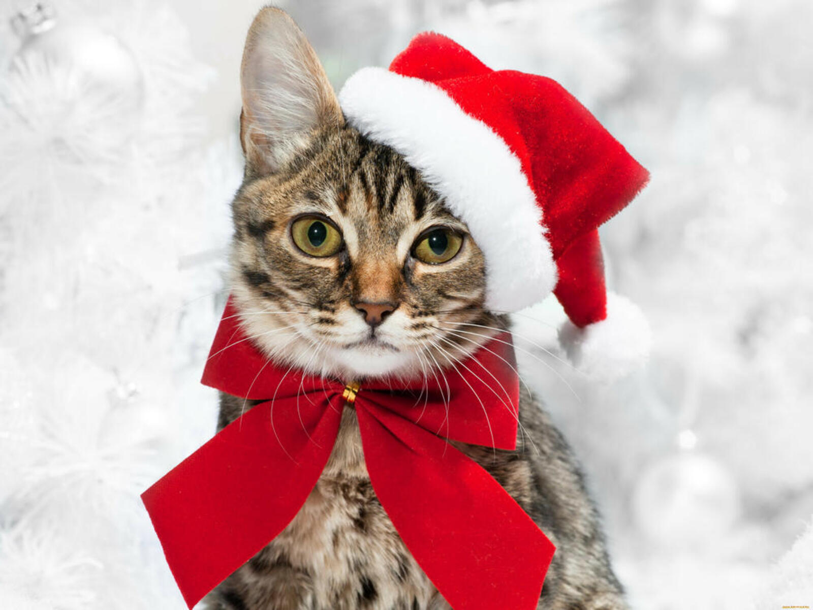 Wallpapers cat holiday new year`s hat on the desktop