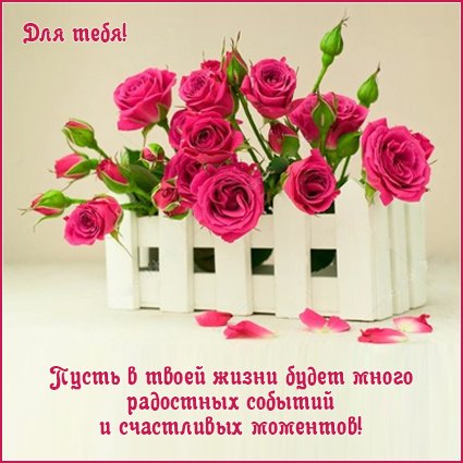 A postcard on the subject of life pink roses bouquet of roses for free