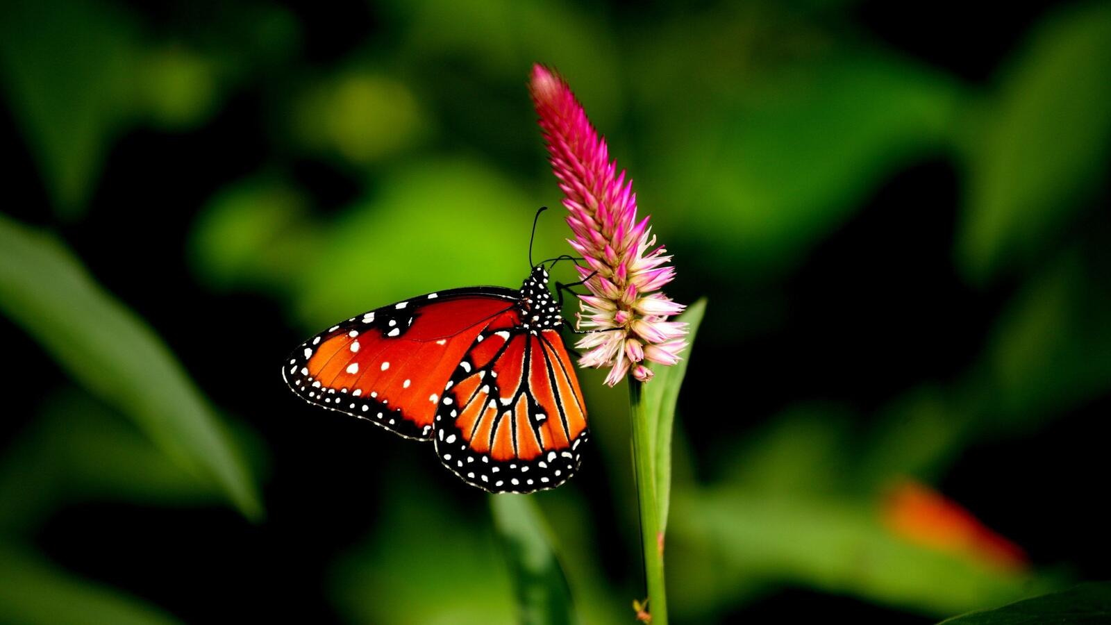 Бесплатное фото Красивая бабочка на розовом цветке
