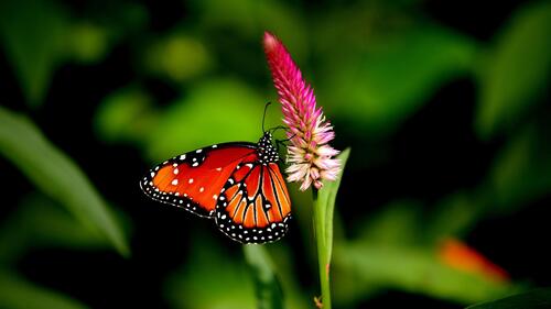 Красивая бабочка на розовом цветке