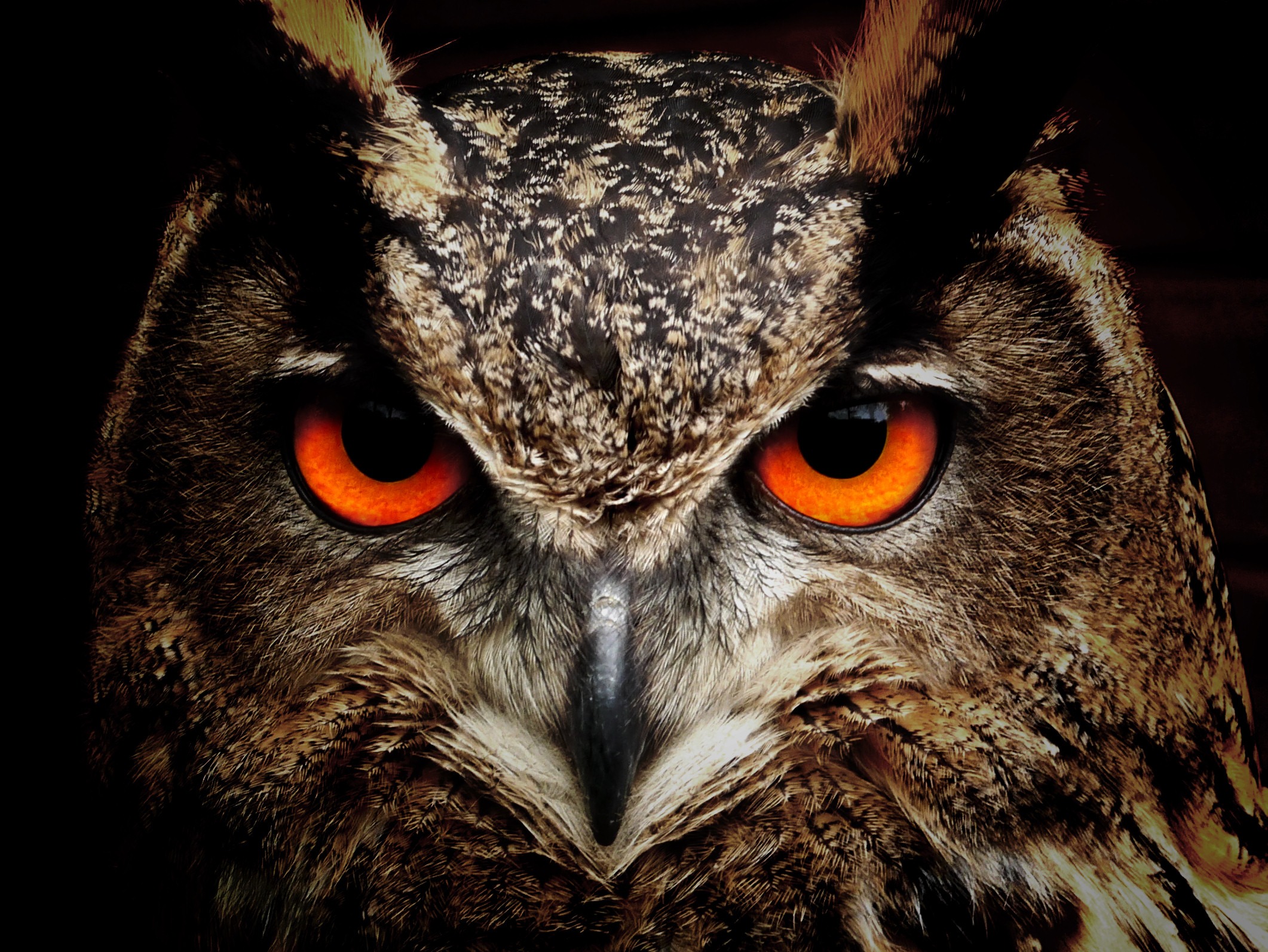 Wallpapers owl branches close-up eyes on the desktop