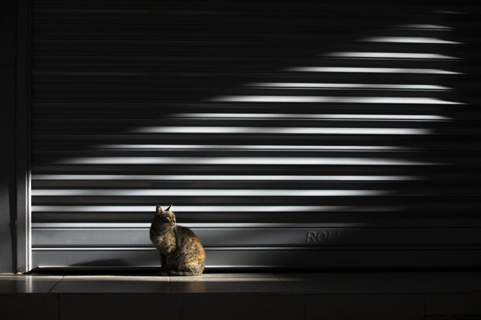 Wallpapers cat shadow looking away on the desktop