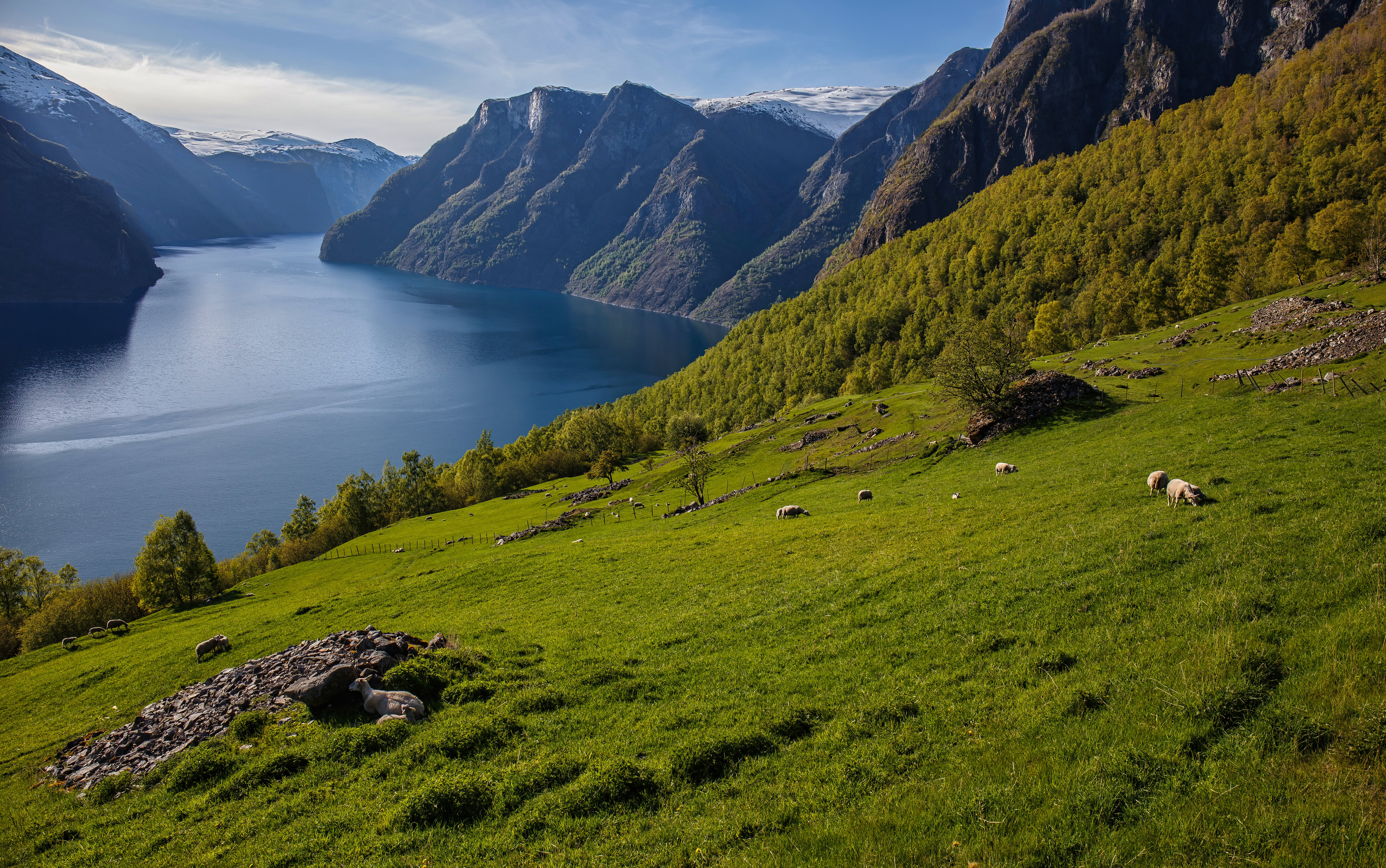 Обои природа овец Норвегия на рабочий стол