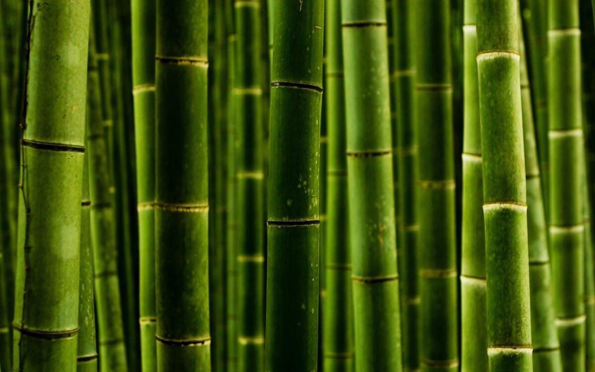 Бамбуковый лес крупным планом