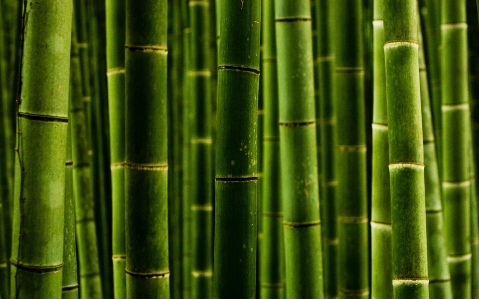 Free photo Bamboo forest close-up