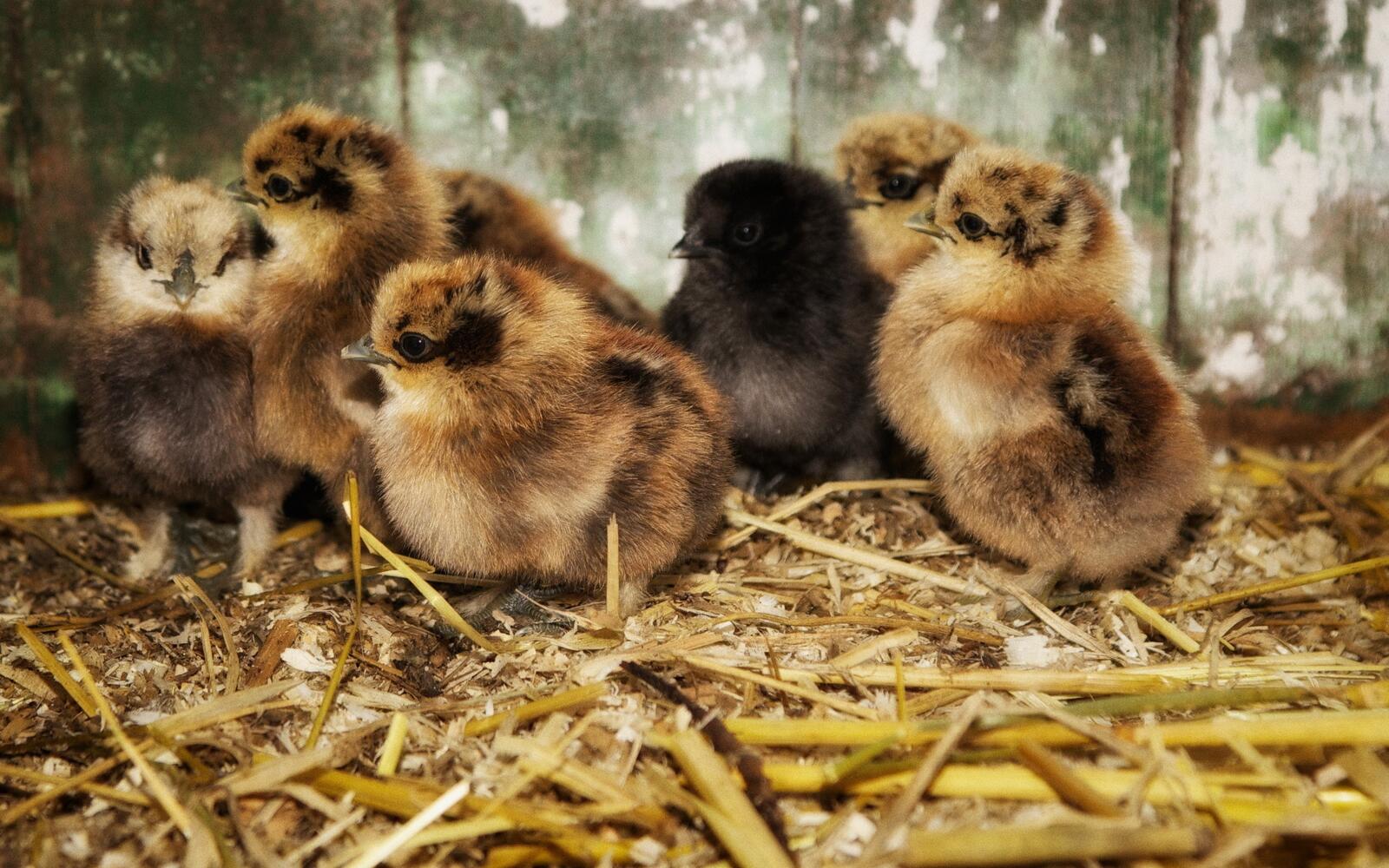Free photo Little chickens of different colors
