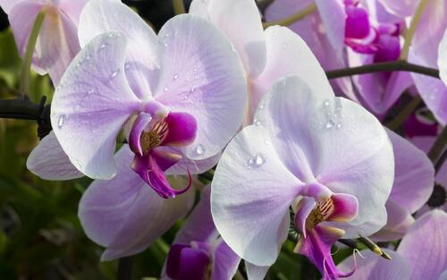 Мотылек орхидеи крупным планом