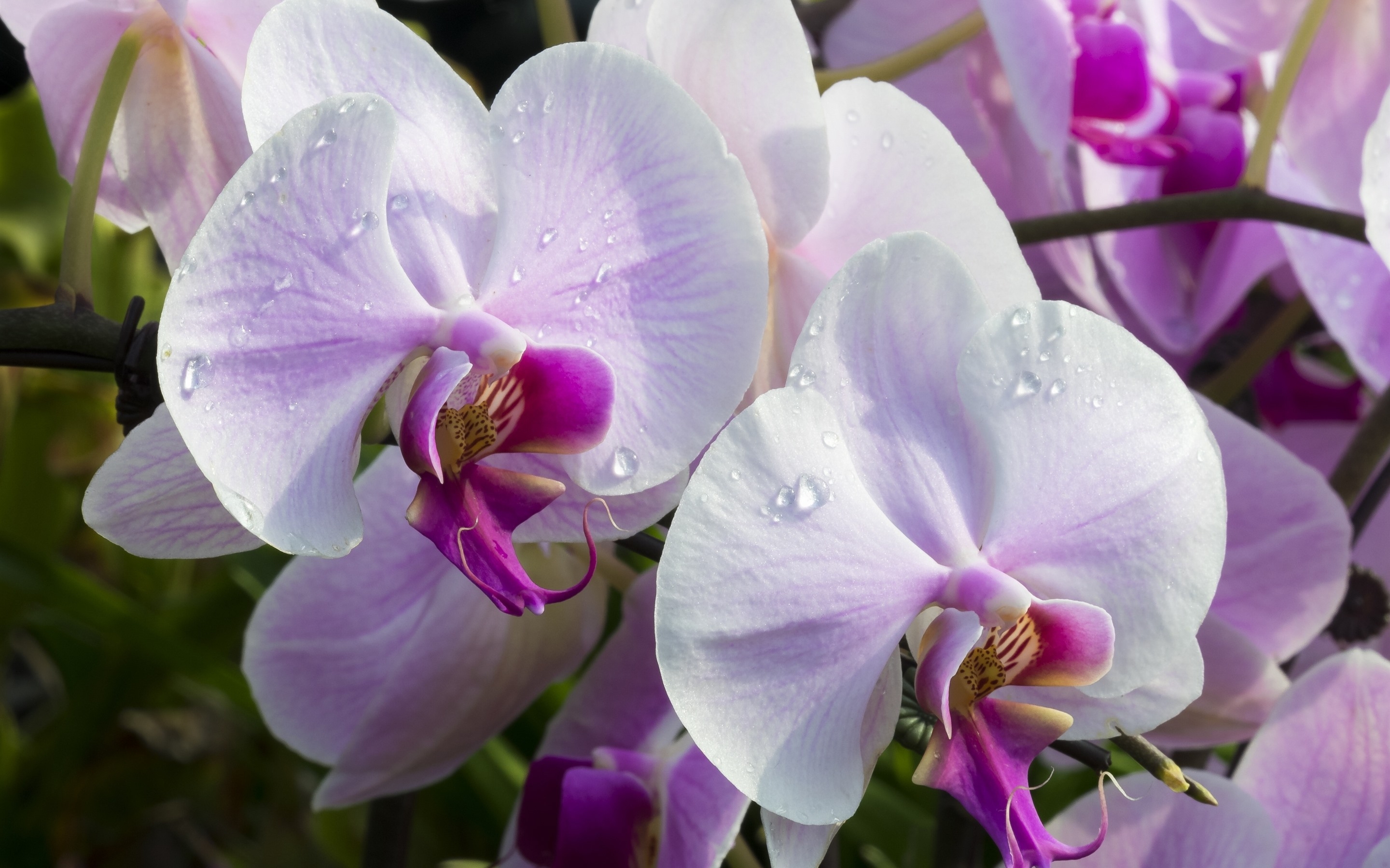 Бесплатное фото Мотылек орхидеи крупным планом