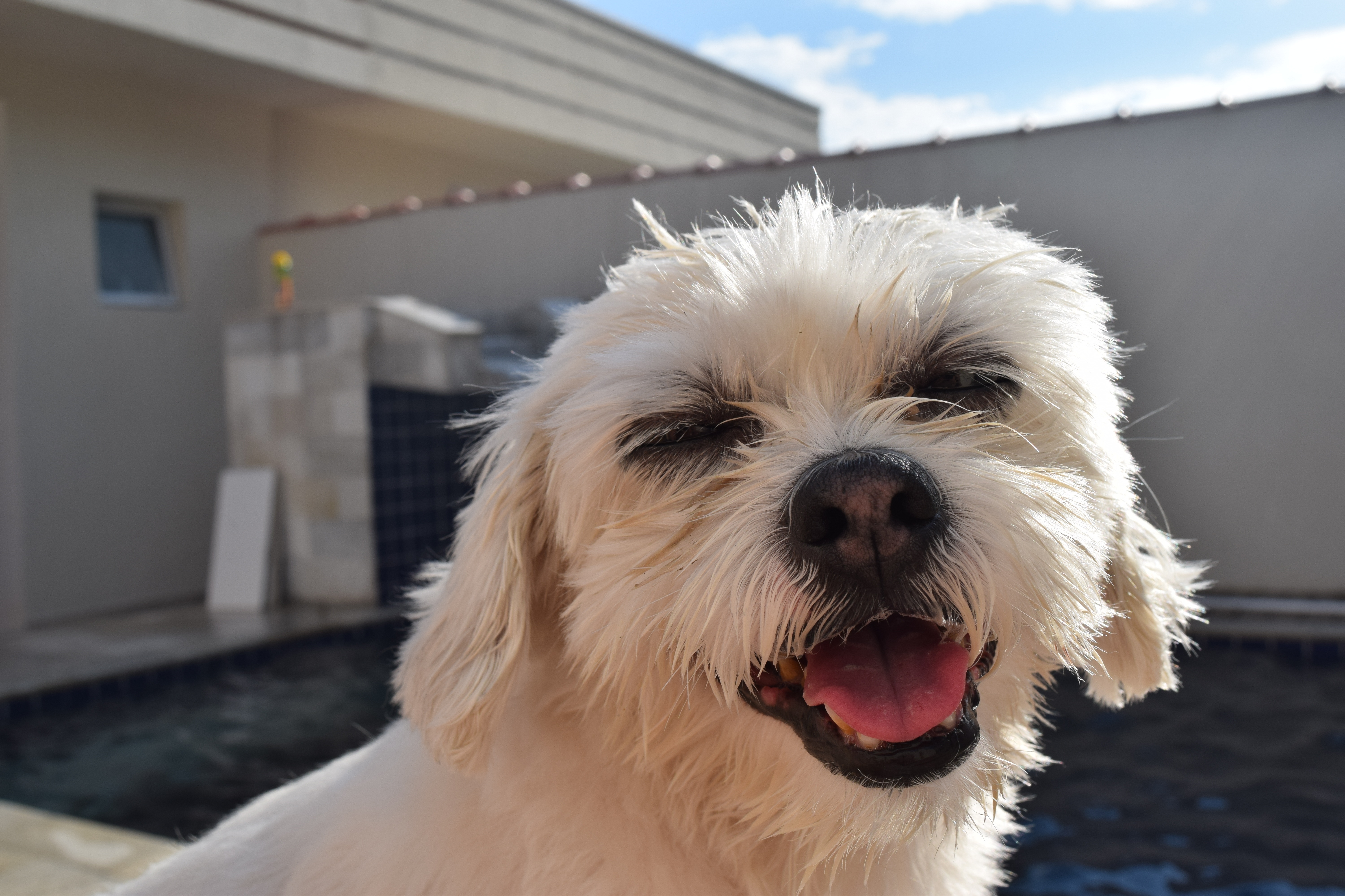 Фото бесплатно денди-динмонт-терьер, питомец, собака