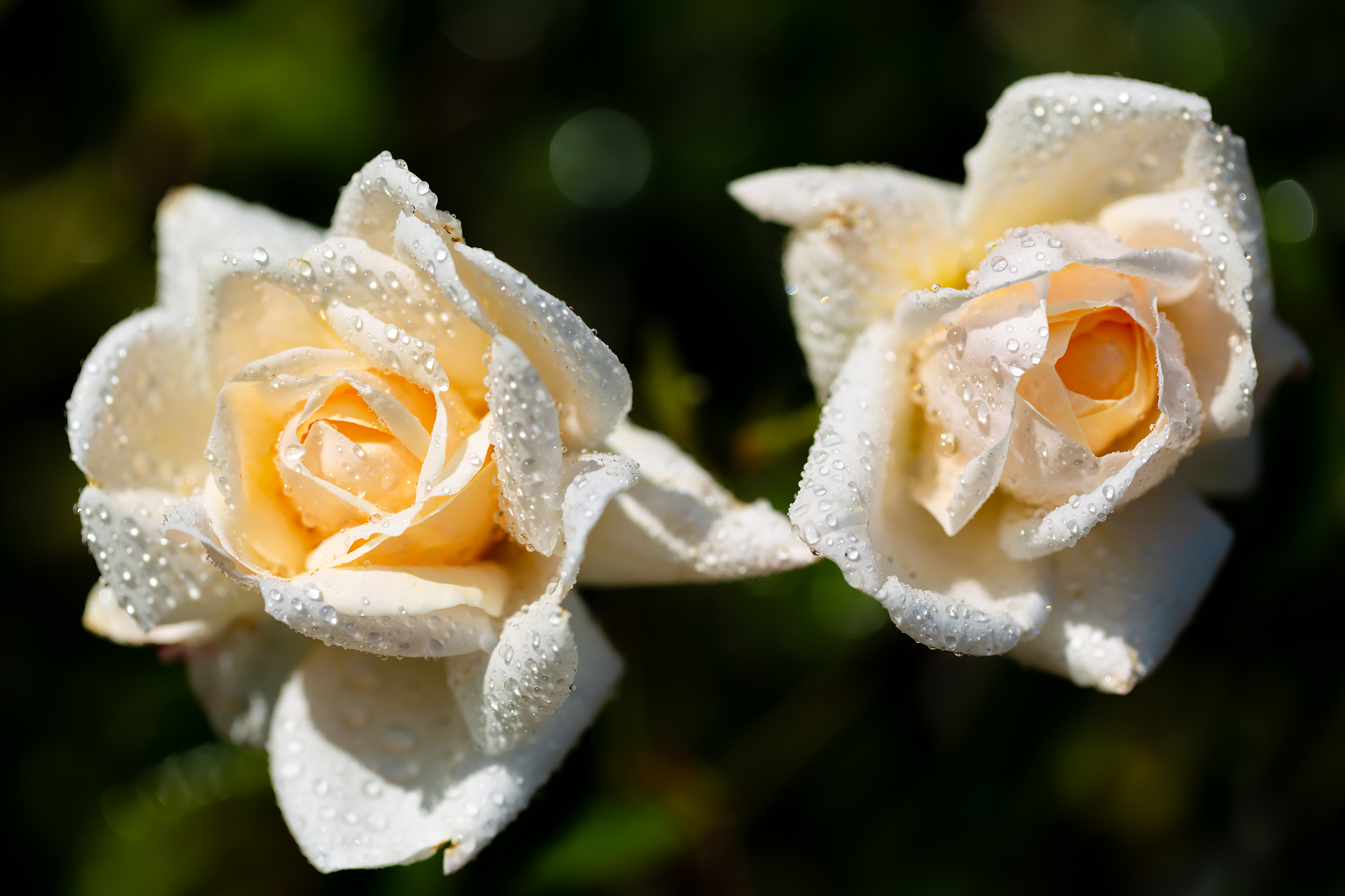 Белые розы на кусте
