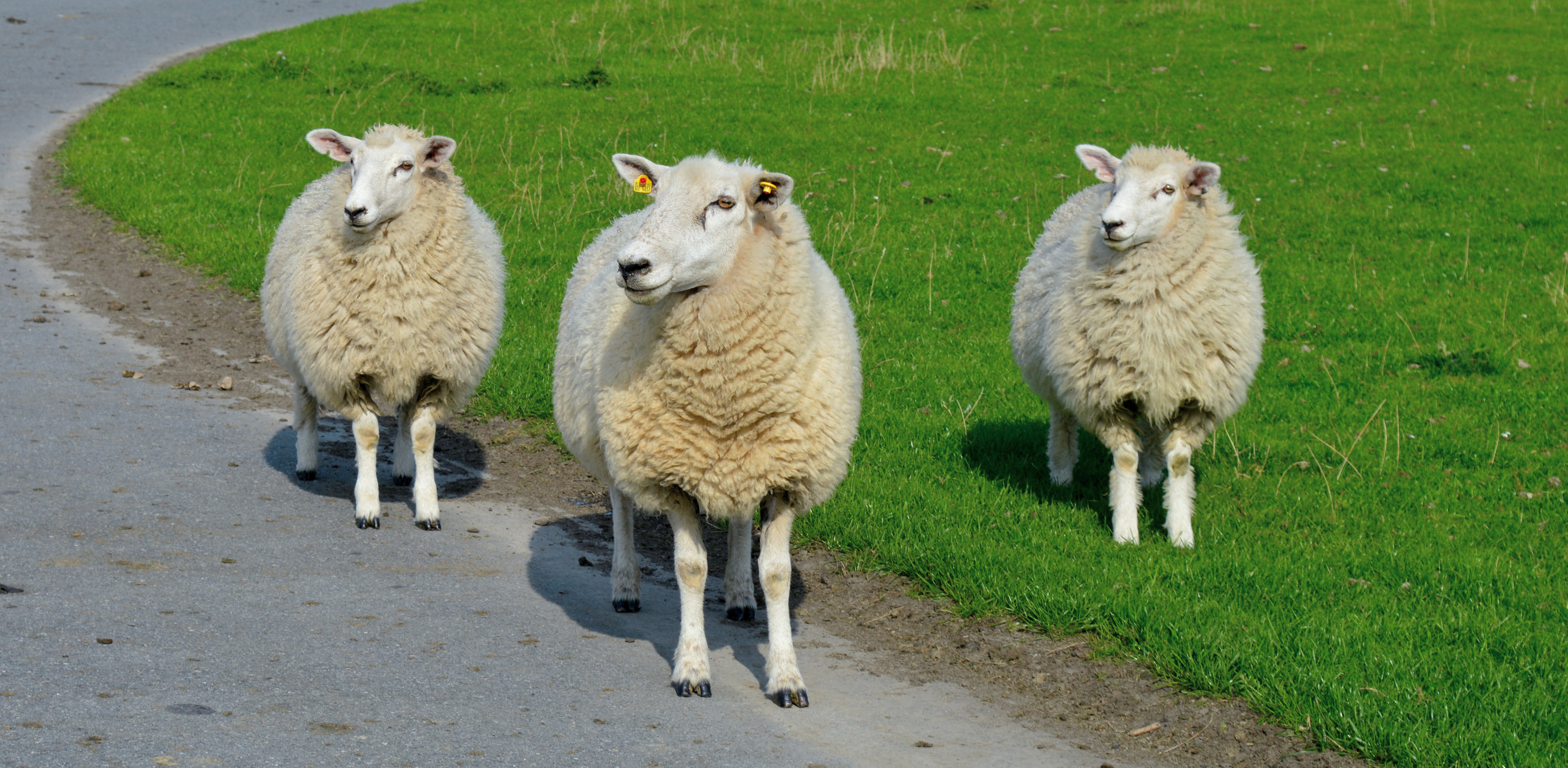 Обои животные овец трава на рабочий стол