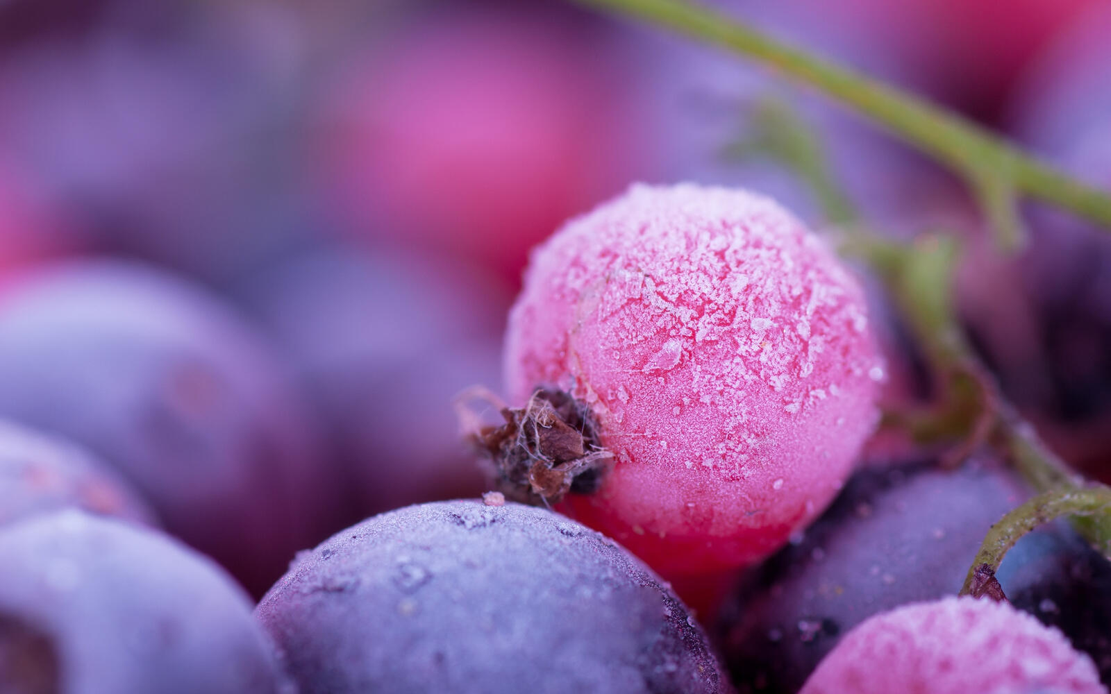 Обои виноград ягоды макро на рабочий стол