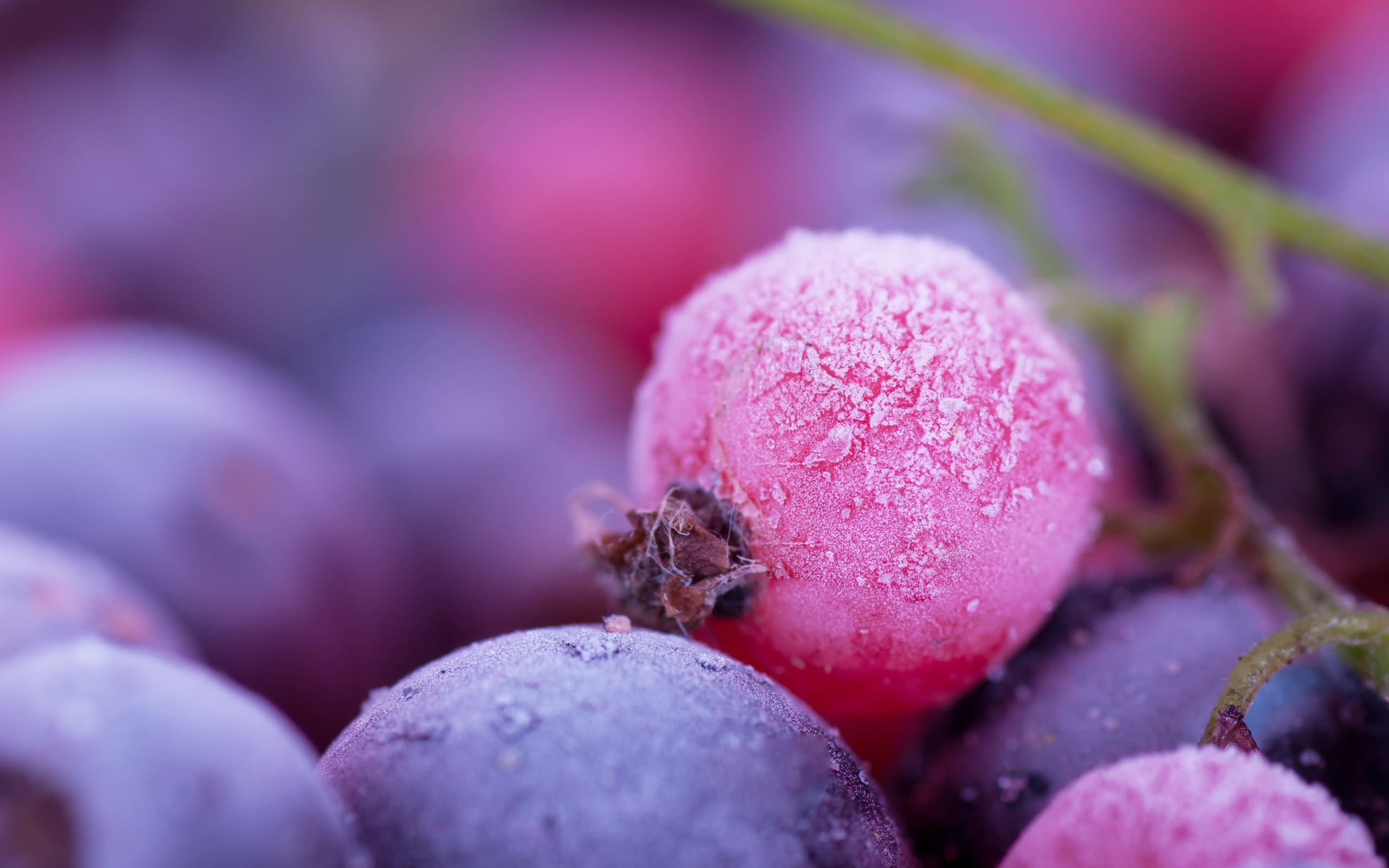Фото бесплатно виноград, ягоды, макро