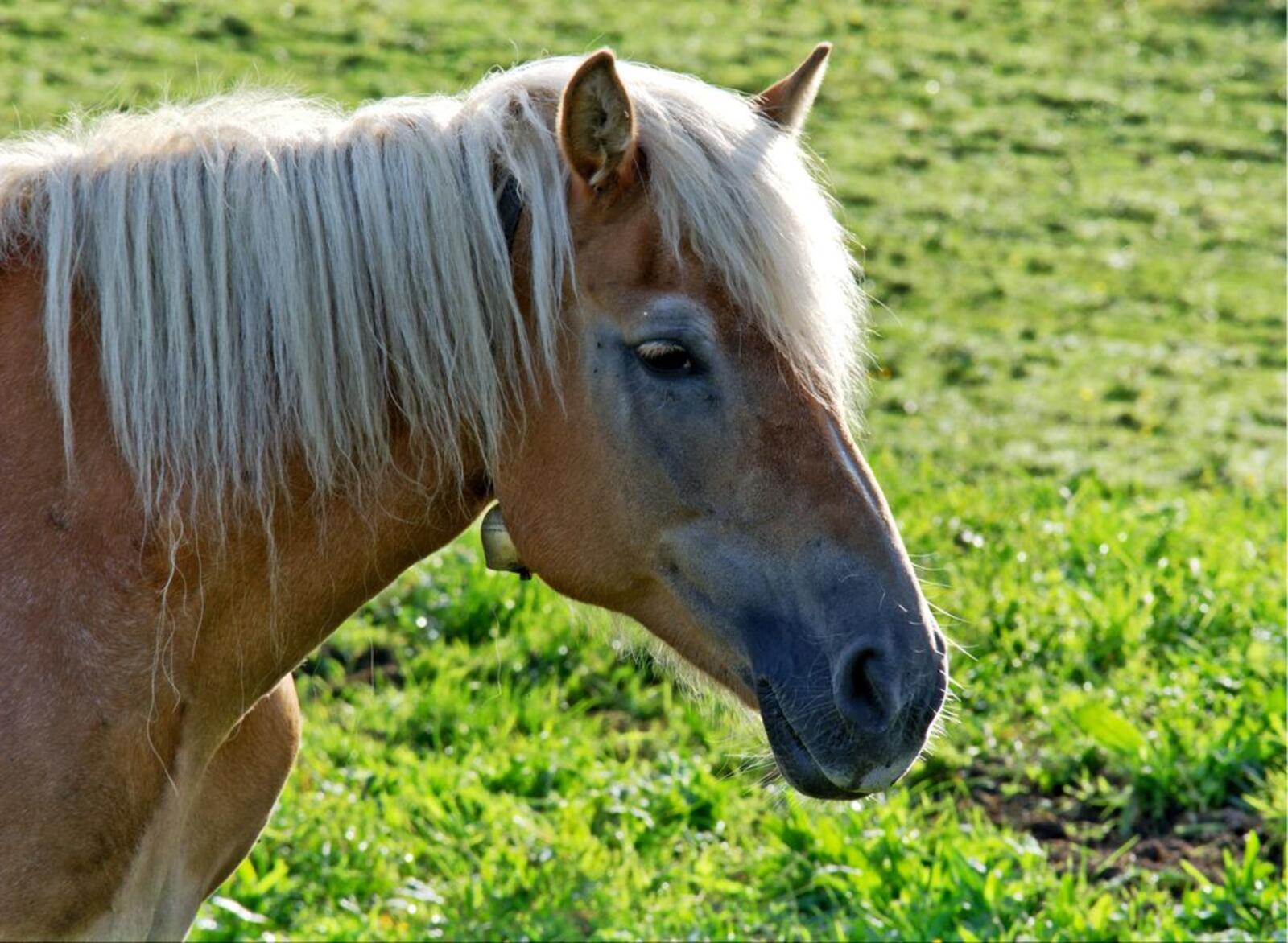 Обои лошадь вид в профиль трава на рабочий стол