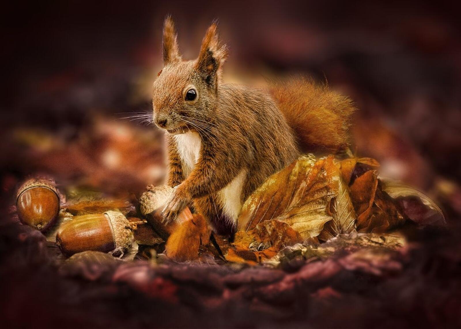 Wallpapers squirrel rodent acorns on the desktop