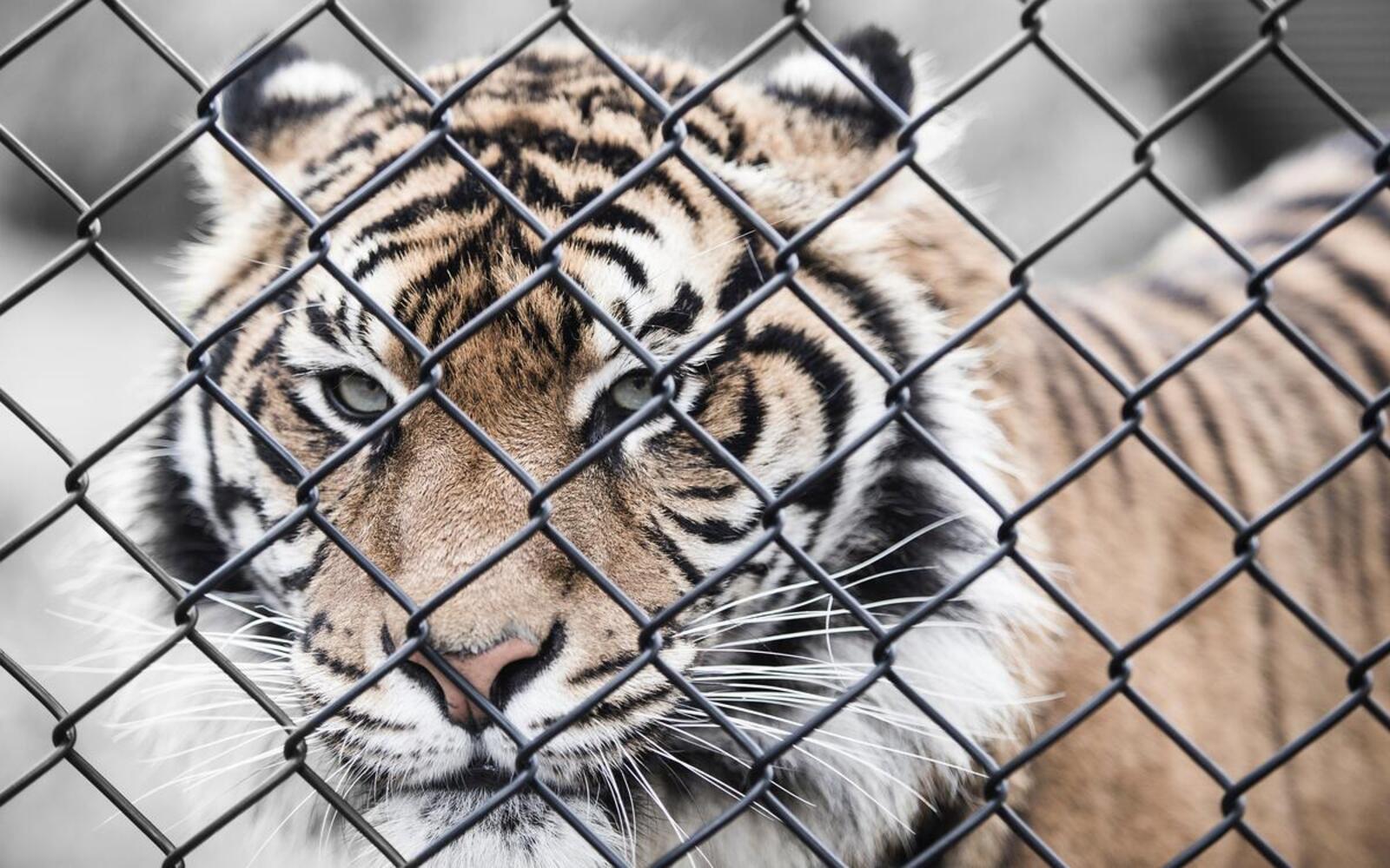 Обои обои тигр забор зоопарк на рабочий стол