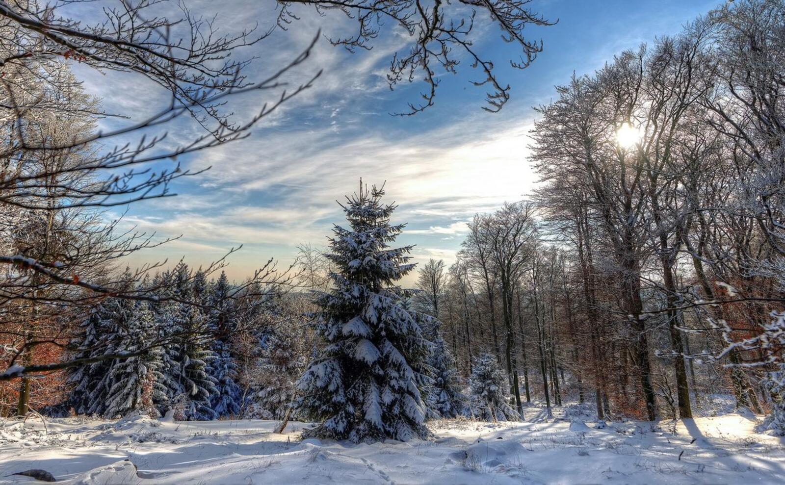 Обои пейзажи день снег на деревьях на рабочий стол
