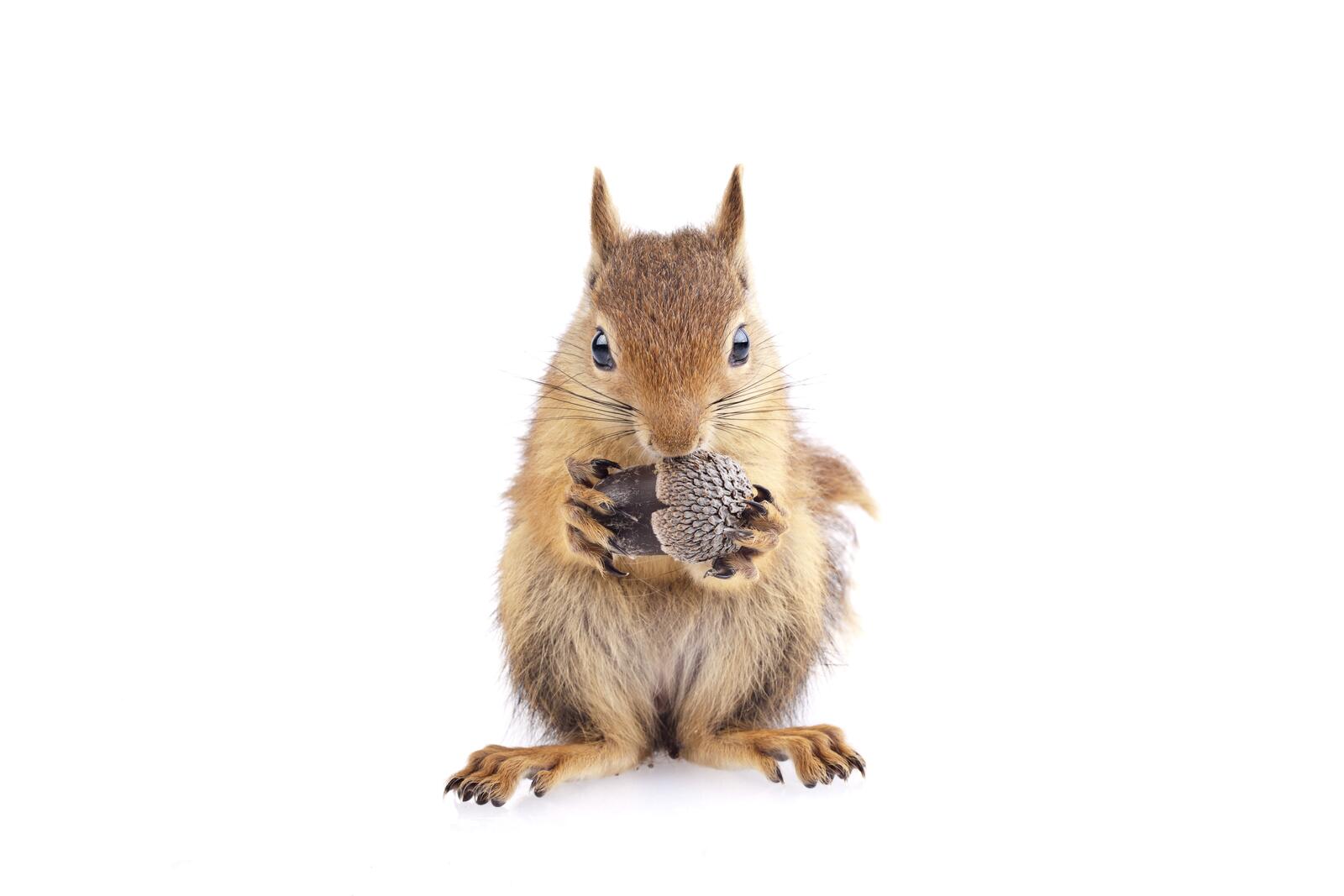 Wallpapers animal squirrels acorn on the desktop