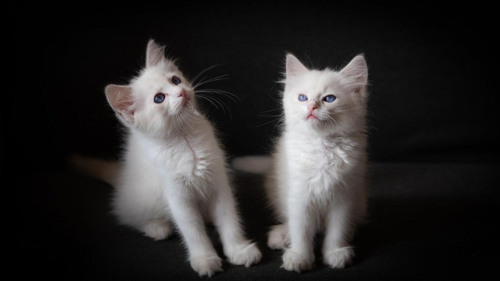Wallpapers kittens white kids on the desktop