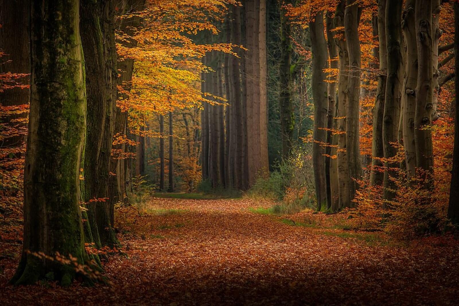 Обои дорога в лесу желтые листья природа на рабочий стол