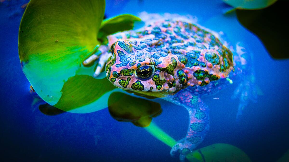 Frog.Pond toads.Lily leaf.