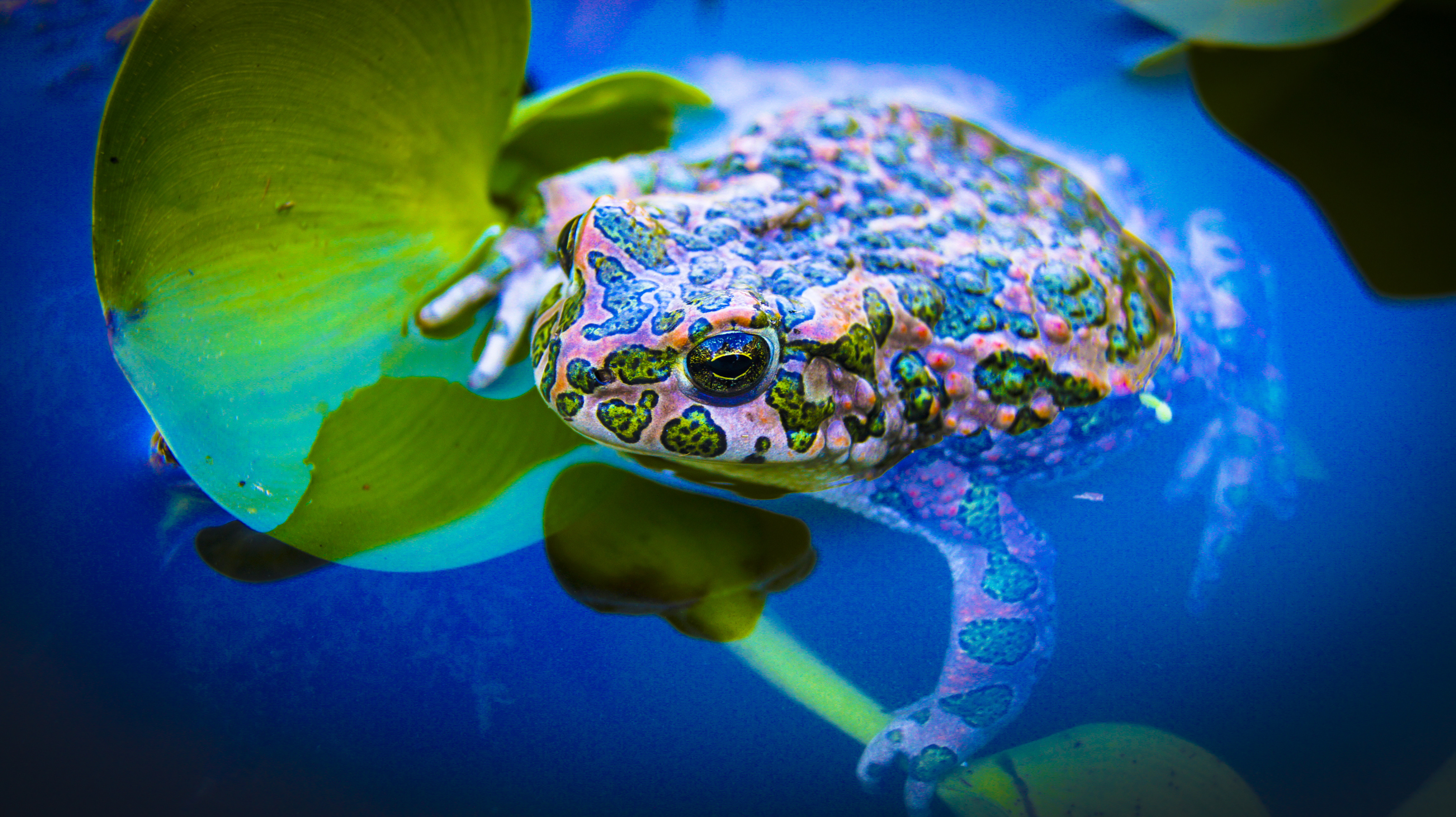 Free photo Frog.Pond toads.Lily leaf.