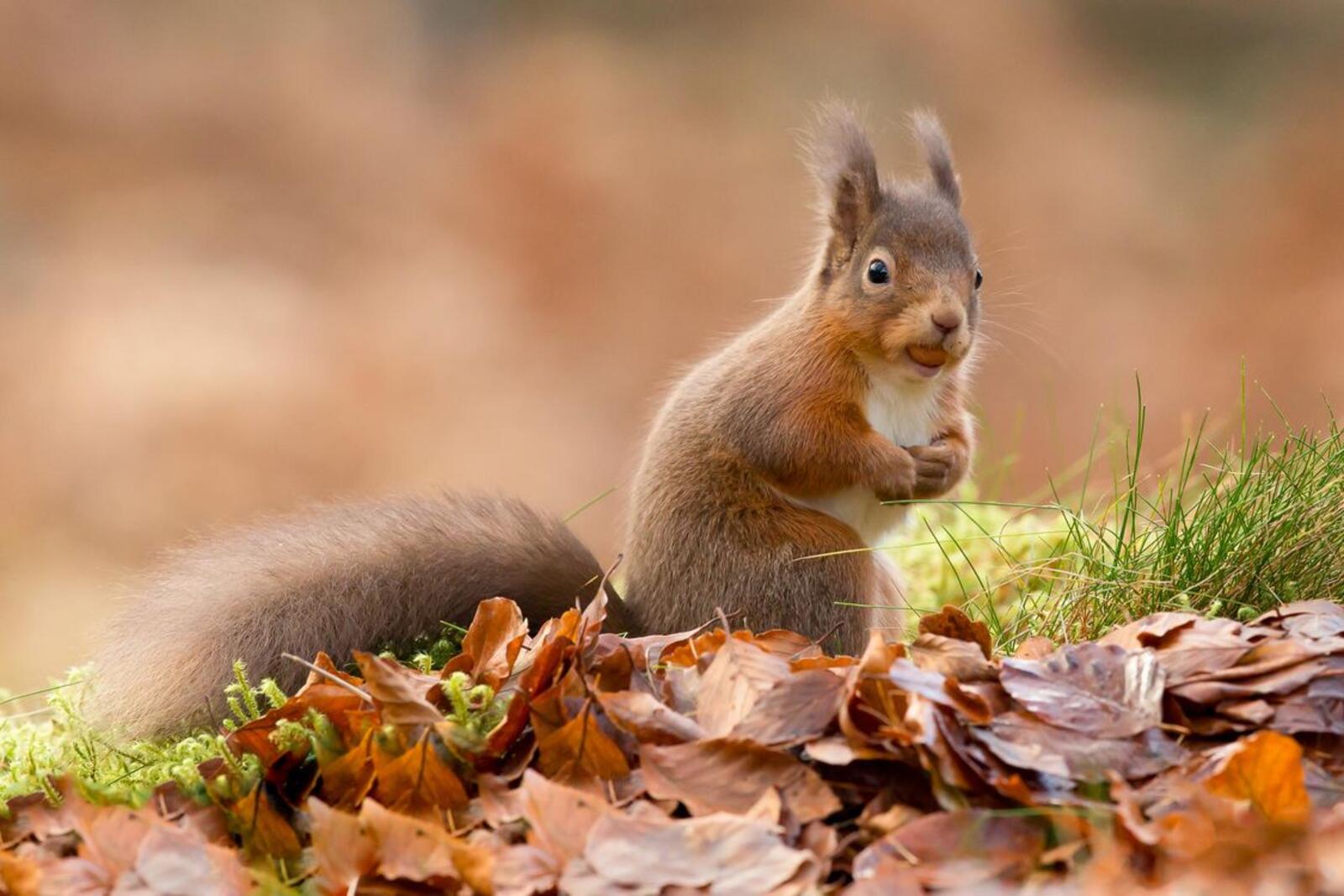 Wallpapers squirrel autumn leaves nut on the desktop