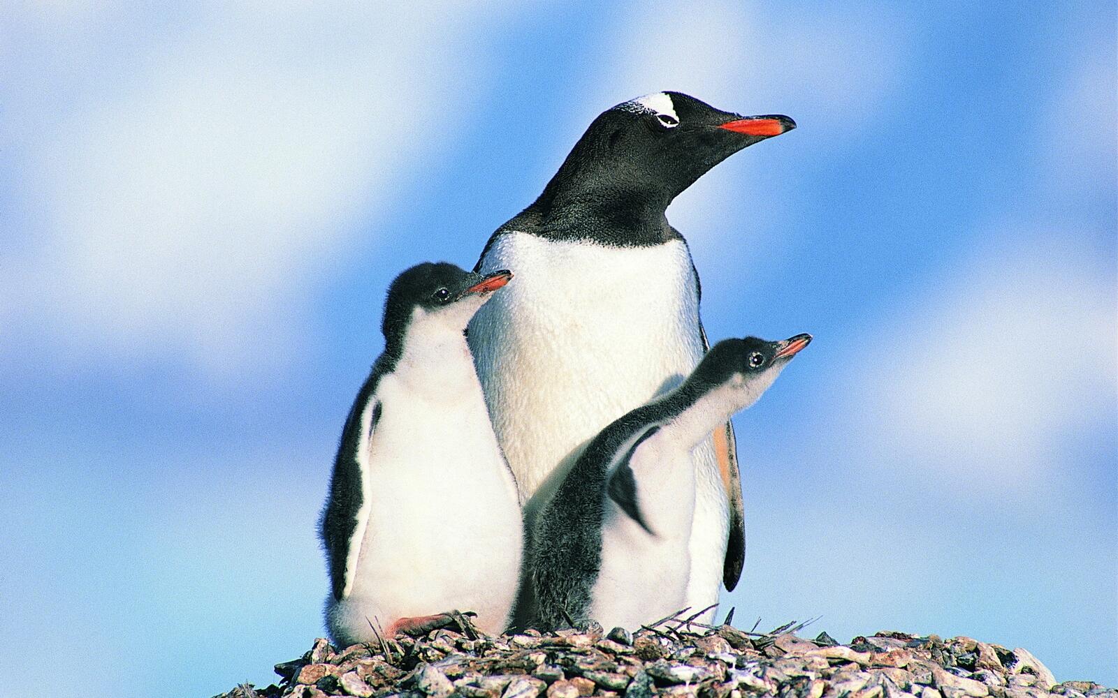 Обои птицы пингвины скалы на рабочий стол