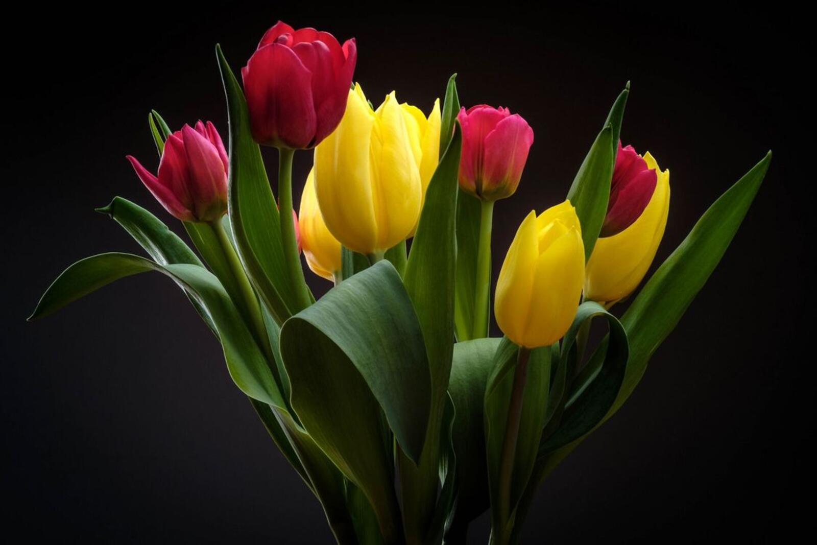 Wallpapers bouquet bouquet of tulips tulip bouquet on the desktop