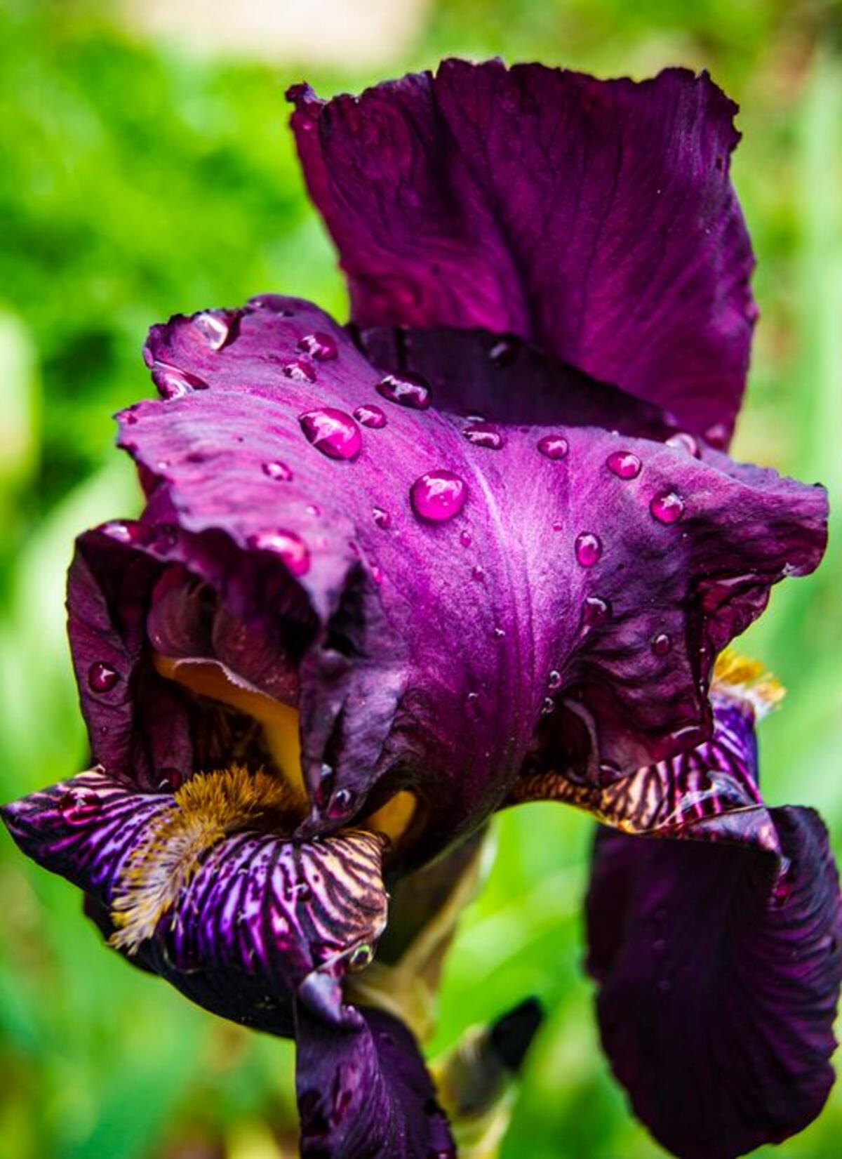 Purple iris with dew on petals