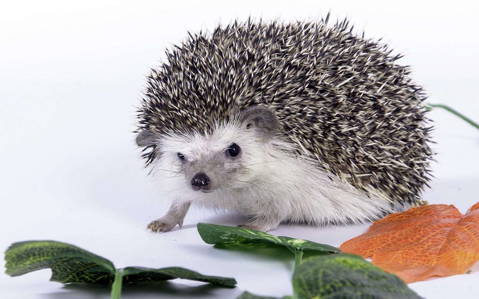 Free photo Cute hedgehog