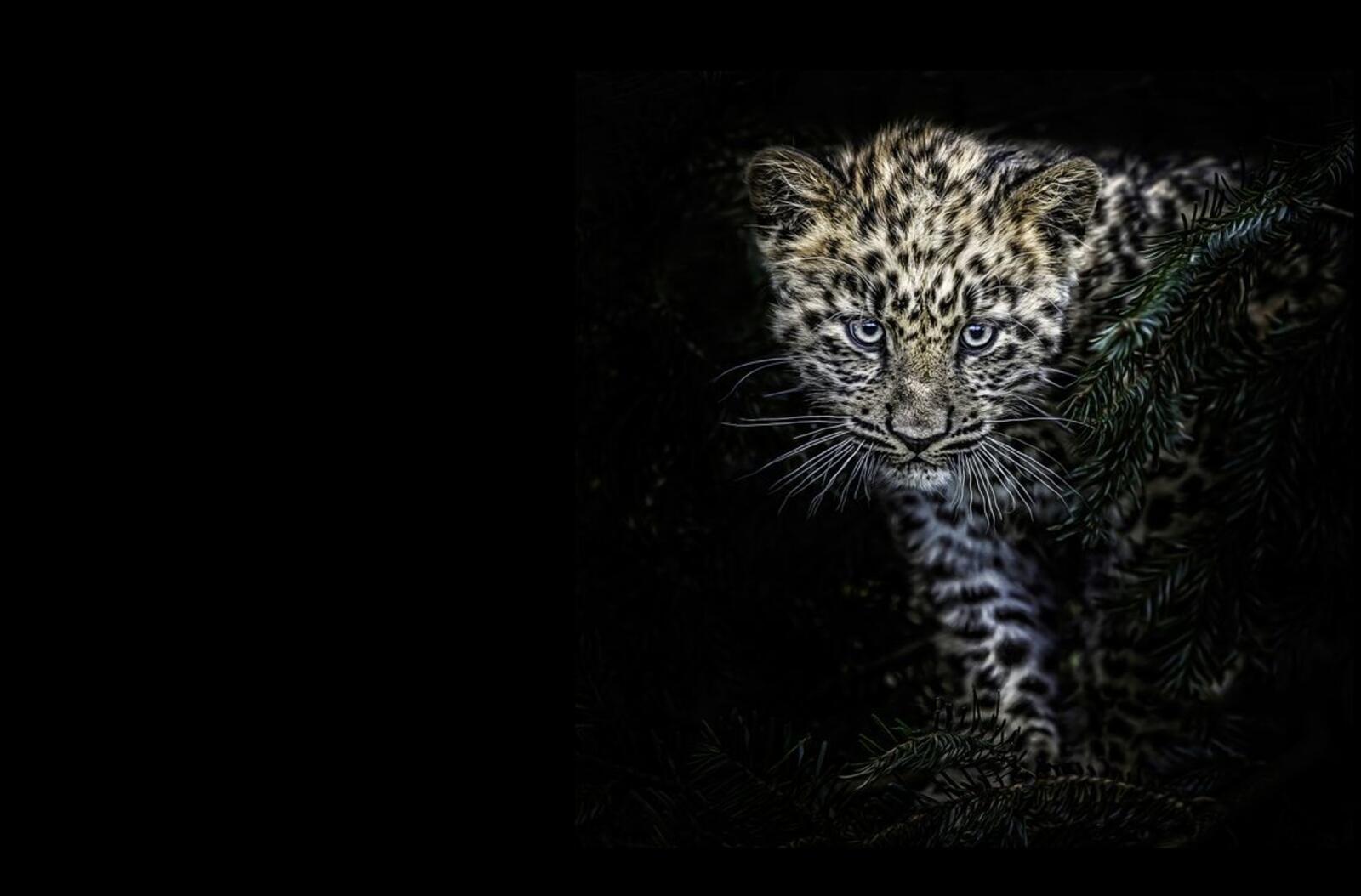 Wallpapers cat beast leopard on the desktop