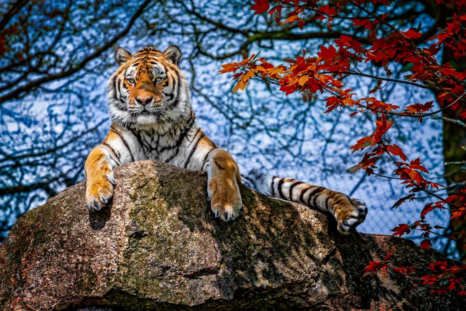 Wallpapers tiger animal pose on the desktop
