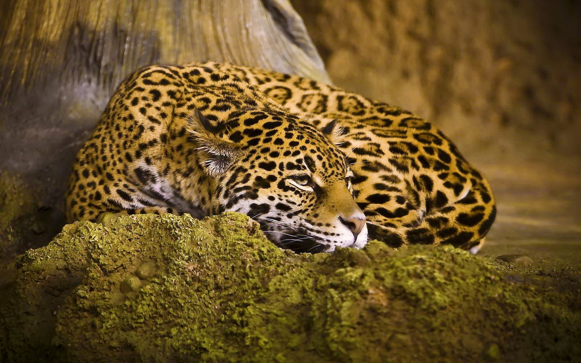 Wallpapers leopard sleeping spotted on the desktop