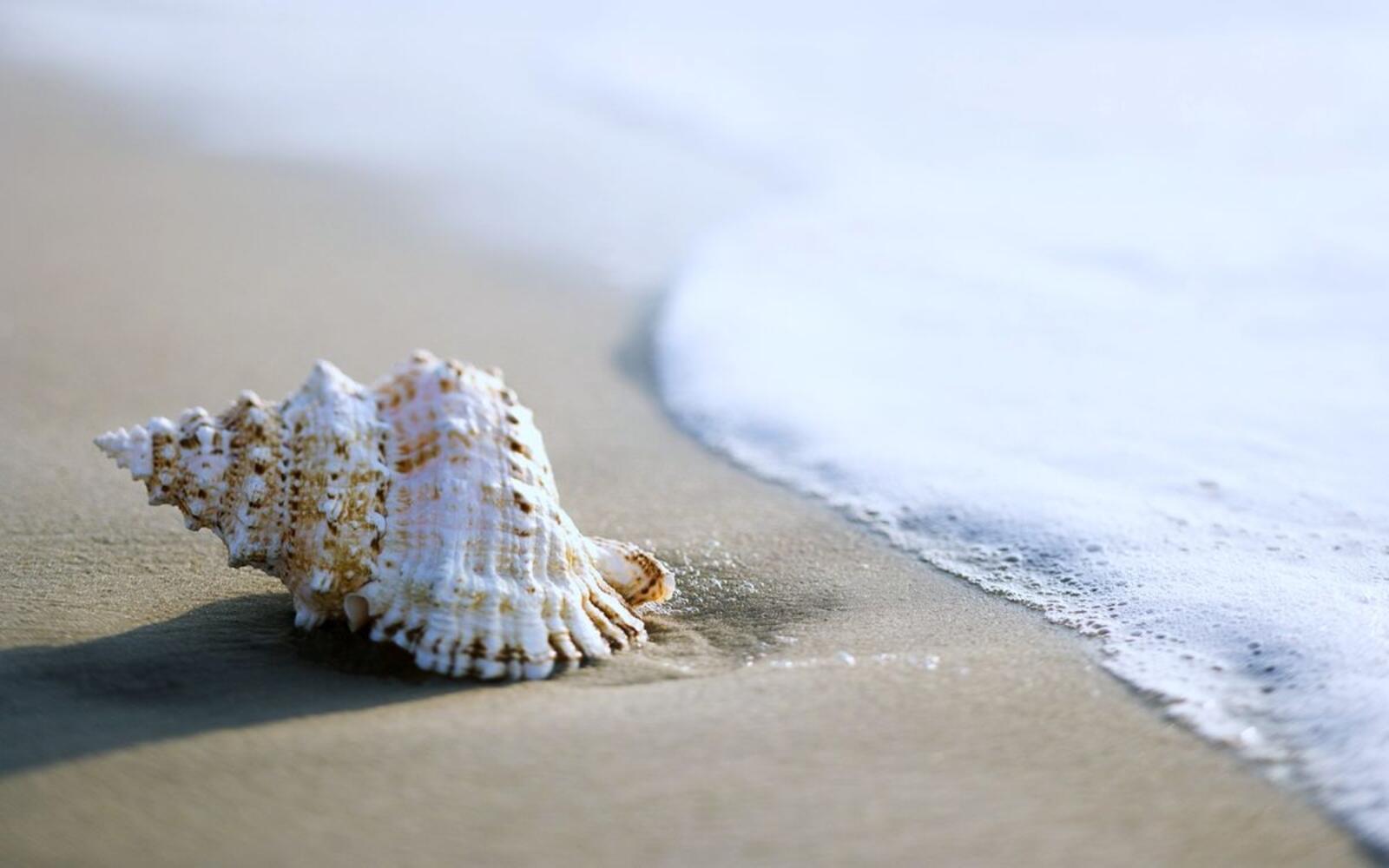 Wallpapers shell beach snail on the desktop