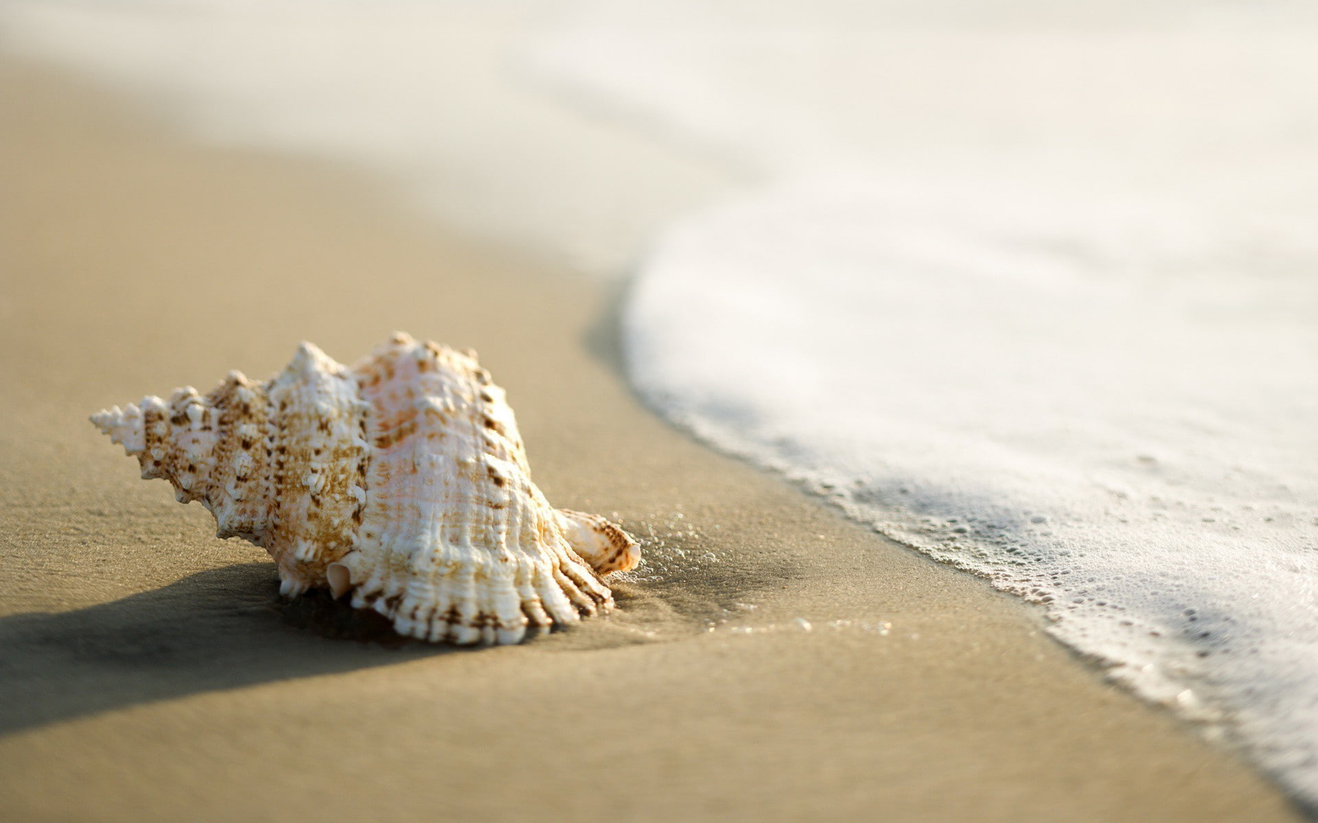 桌面上的壁纸外壳 海滩 蜗牛