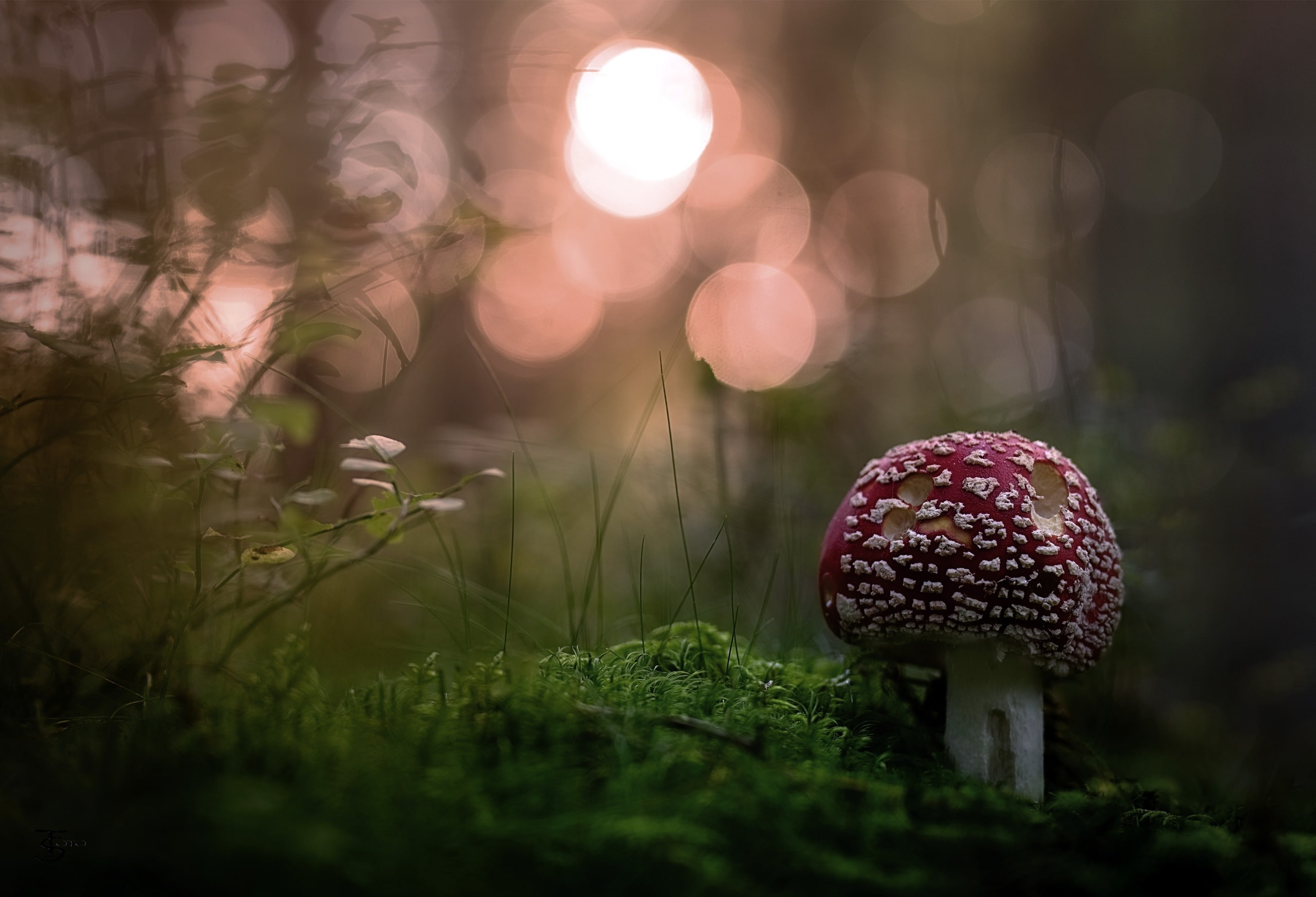 Фото бесплатно обои гриб, размытый, размытый фон